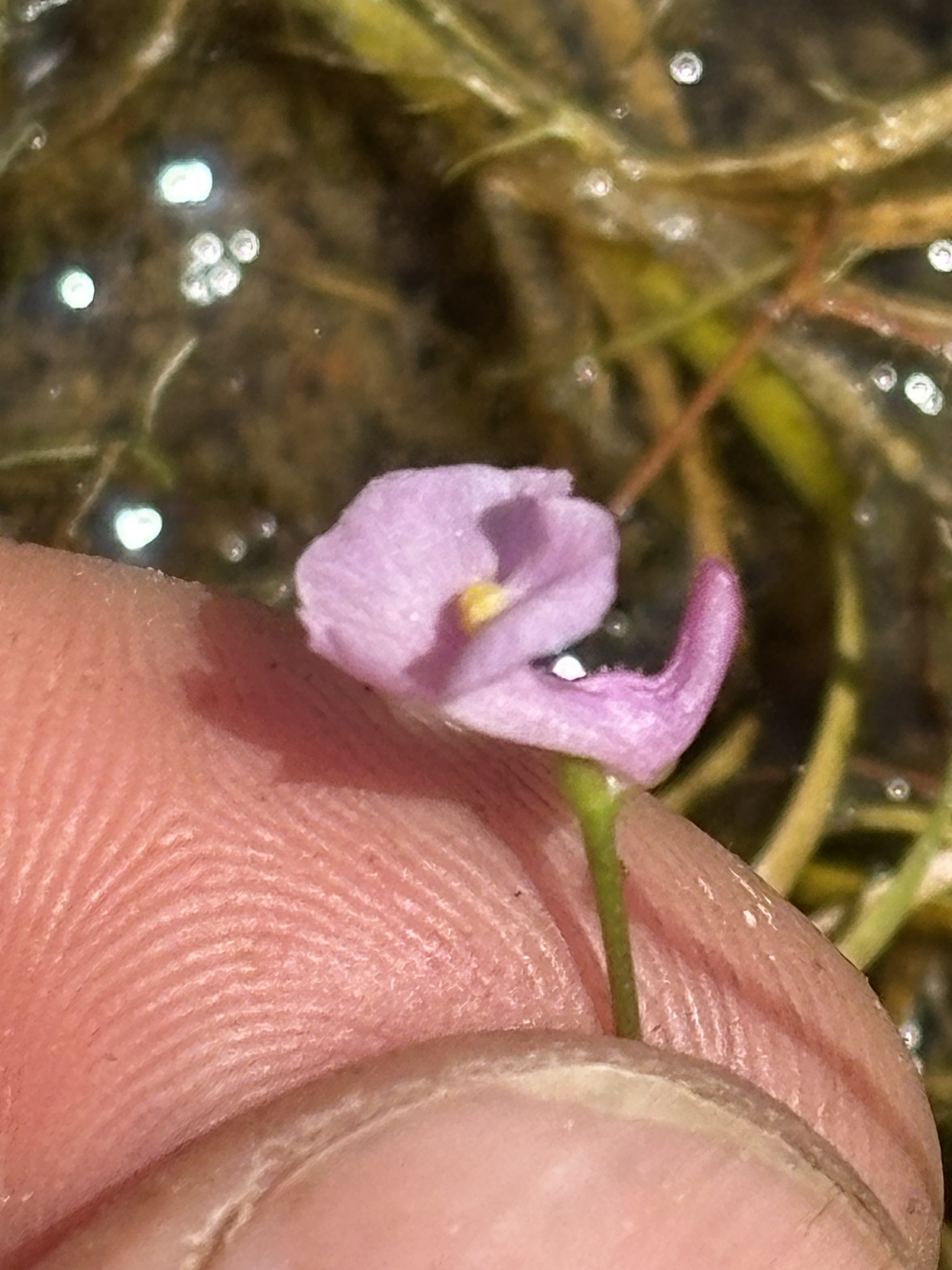 Lavender Bladderwort in Maryland (Date obscured). (c) Sean D Sipple, all rights reserved.