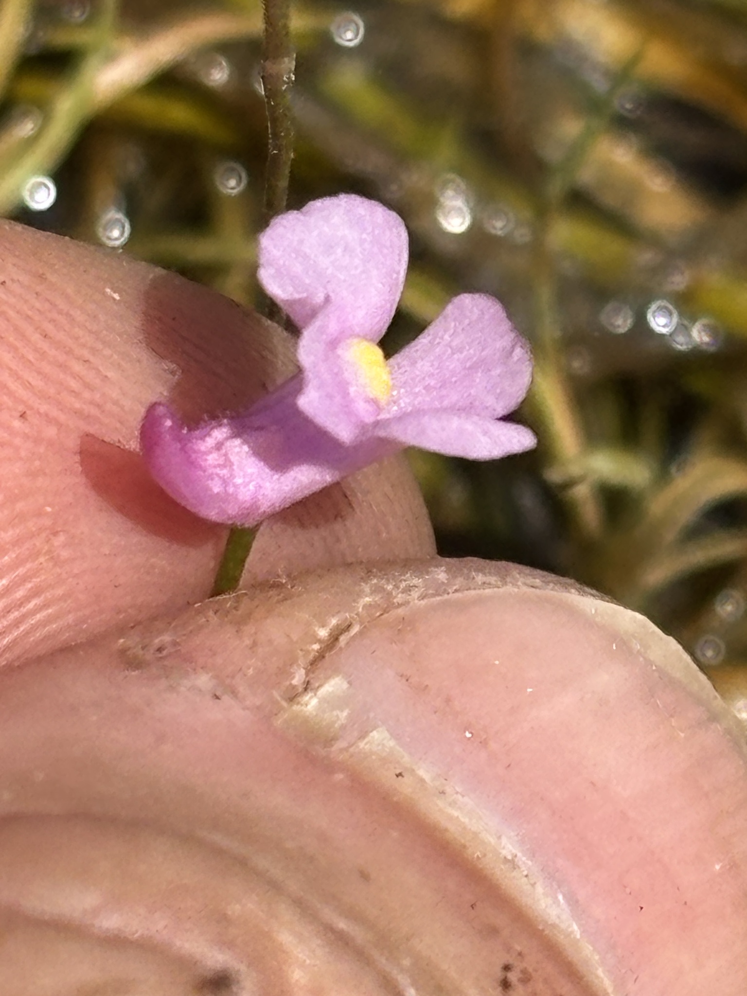 Lavender Bladderwort in Maryland (Date obscured). (c) Sean D Sipple, all rights reserved.
