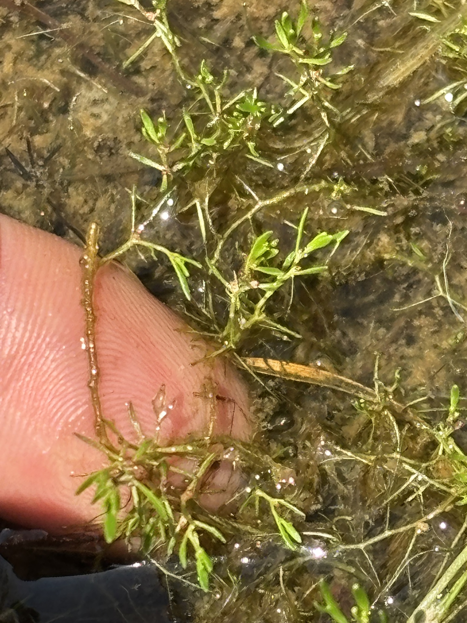 Lavender Bladderwort in Maryland (Date obscured). (c) Sean D Sipple, all rights reserved.