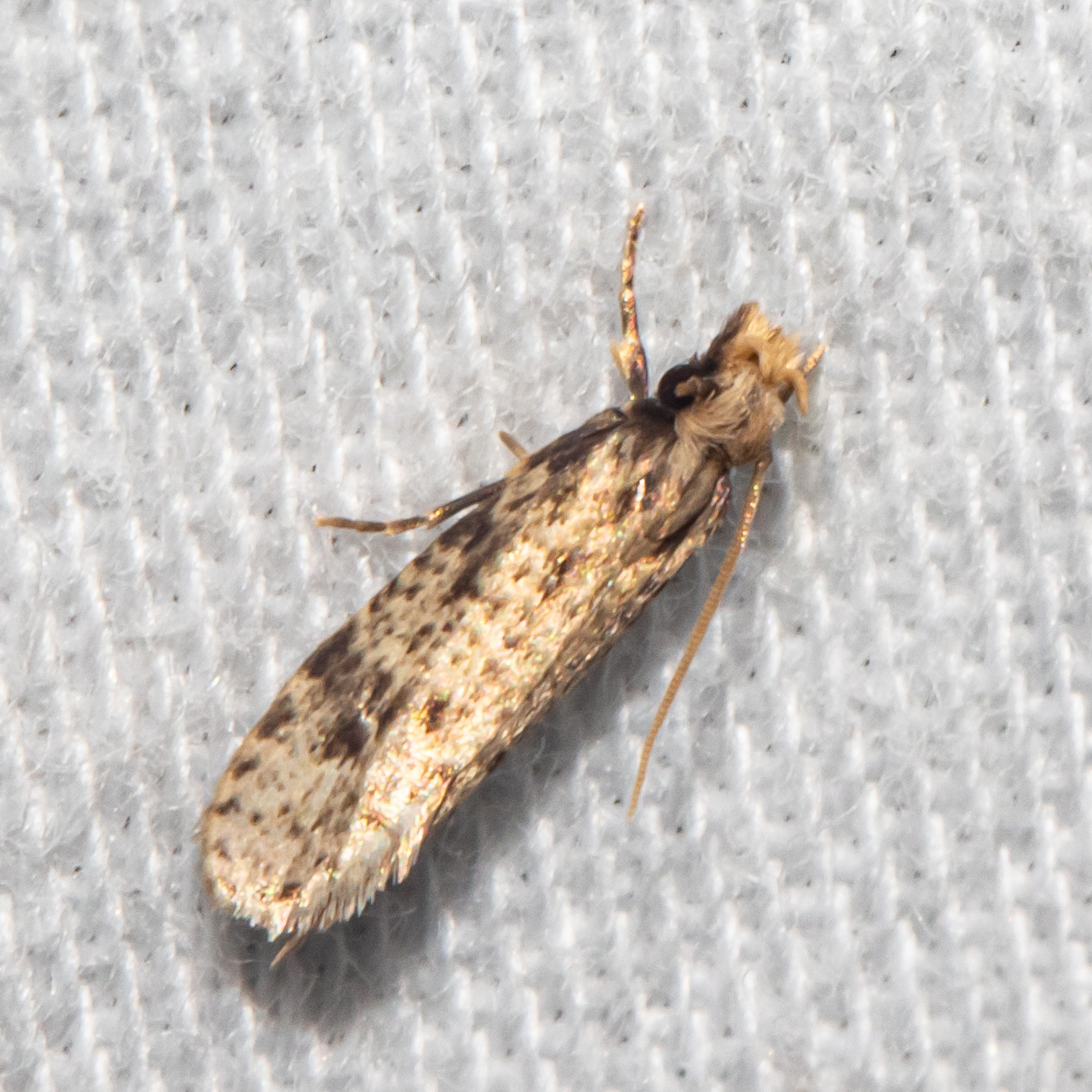 <em>Amydria brevipennella</em> in Calvert Co., Maryland (7/3/2025). (c) Timothy Reichard, all rights reserved.