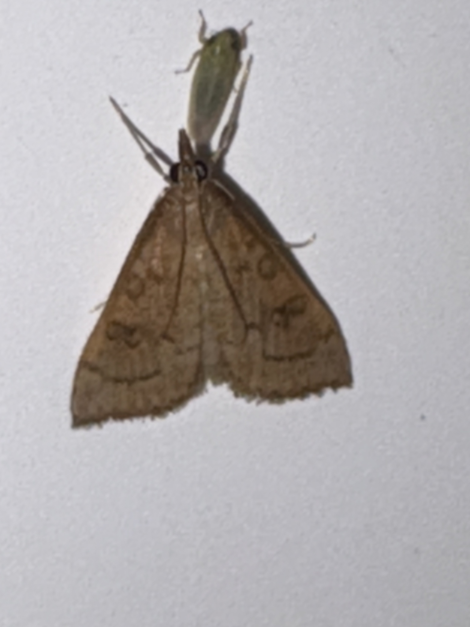 About Celery Leaftier Moth - Maryland Biodiversity Project