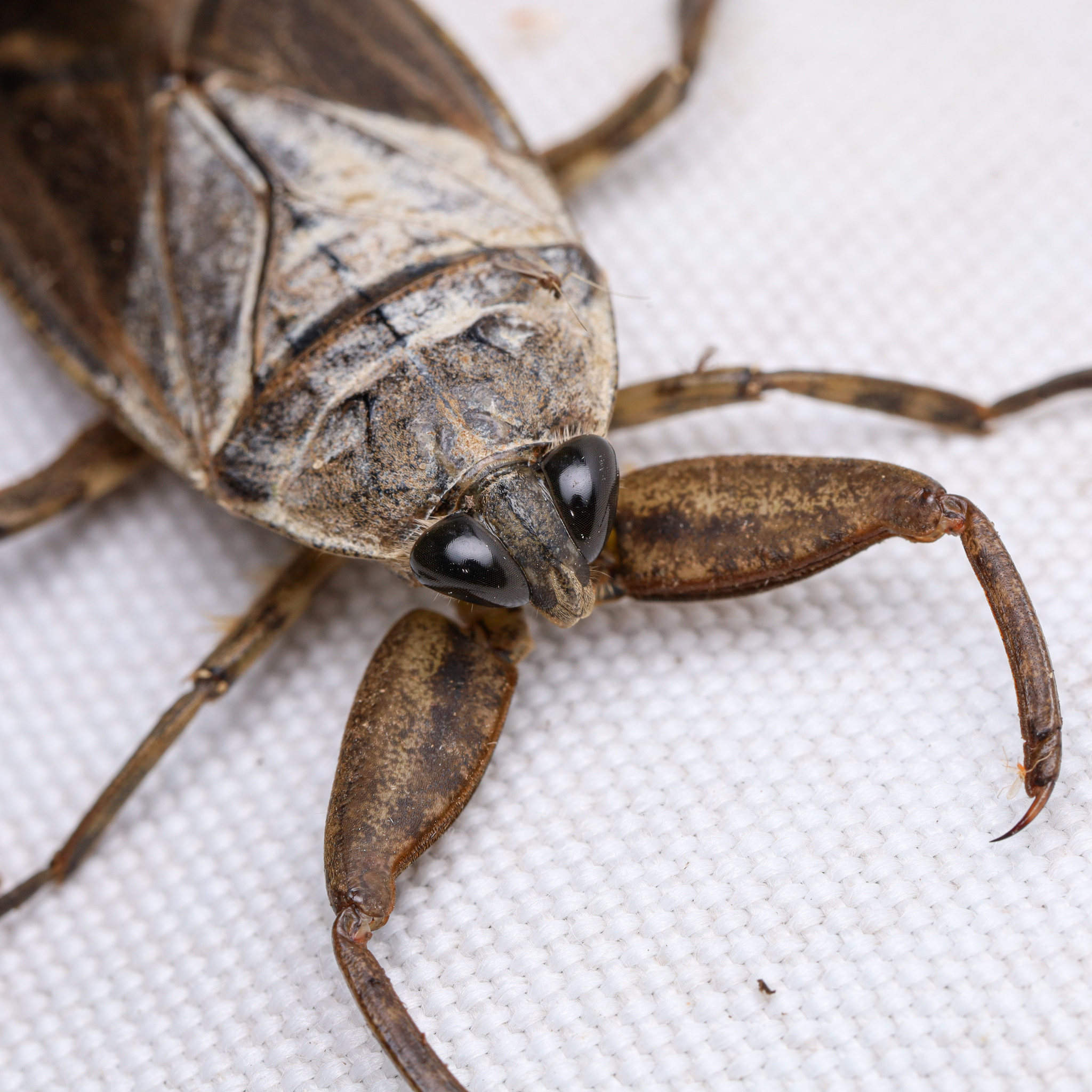 <em>Lethocerus</em> species in Caroline Co., Maryland (7/27/2025). (c) Adrienne van den Beemt, some rights reserved (<a rel='license' href='http://creativecommons.org/licenses/by/4.0/'>CC BY</a>).
