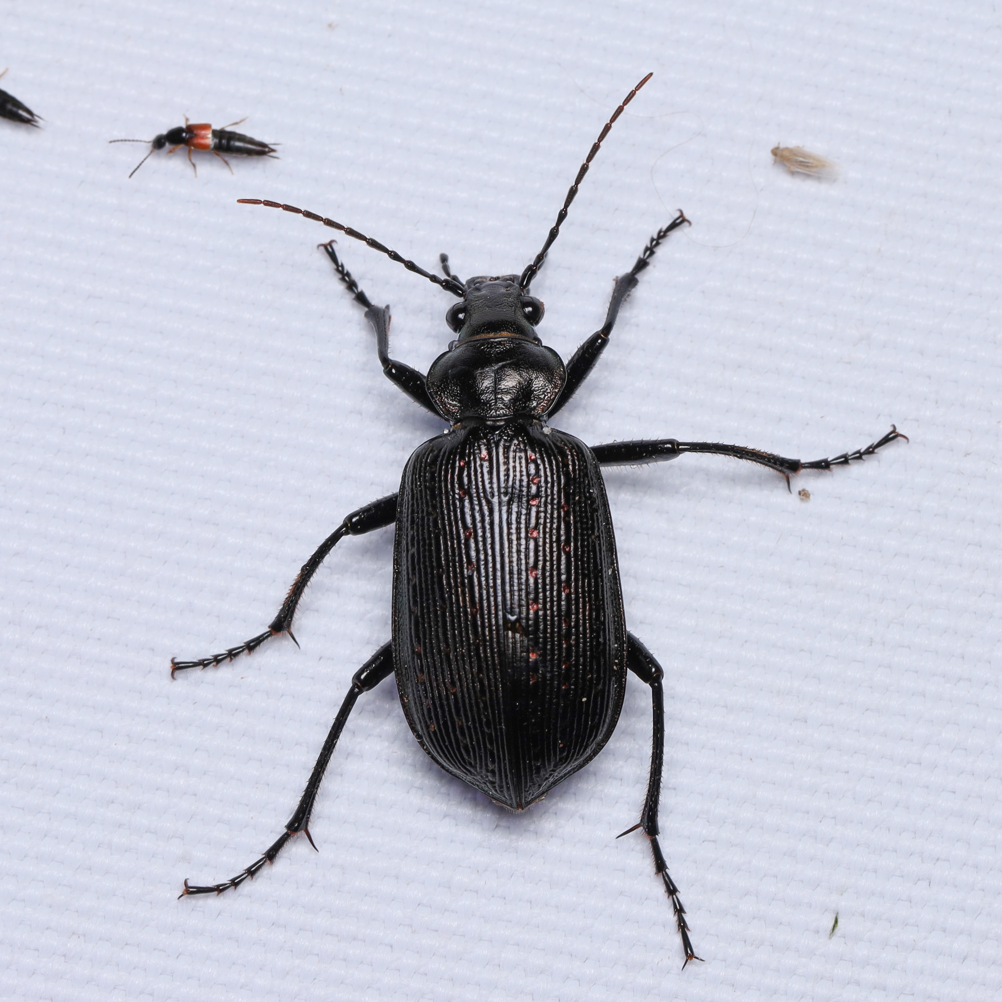 <em>Calosoma</em> species in Caroline Co., Maryland (7/27/2025). (c) Adrienne van den Beemt, some rights reserved (<a rel='license' href='http://creativecommons.org/licenses/by/4.0/'>CC BY</a>).