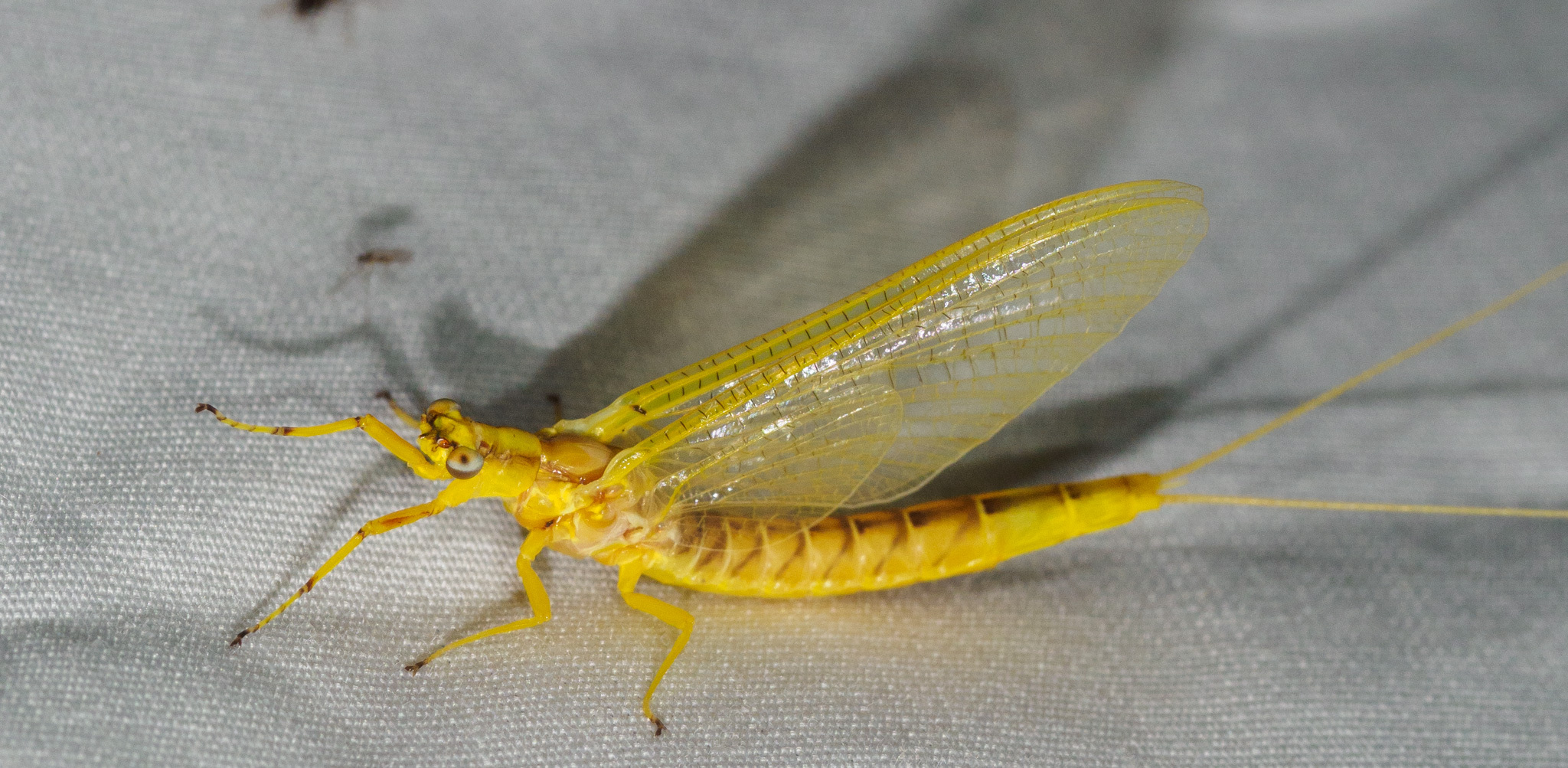 <em>Hexagenia</em> species in Caroline Co., Maryland (7/27/2025). (c) Jim Brighton, some rights reserved (<a rel='license' href='http://creativecommons.org/licenses/by-nc/4.0/'>CC BY-NC</a>).