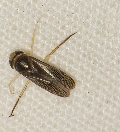 <em>Trichocorixa</em> species in Worcester Co., Maryland (7/28/2025). (c) Jim Moore (Maryland), some rights reserved (<a rel='license' href='http://creativecommons.org/licenses/by-nc/4.0/'>CC BY-NC</a>).