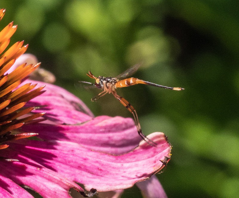 <em>Stylogaster neglecta</em> in Frederick Co., Maryland (7/19/2022). Verified by Ken Wolgemuth/BugGuide.