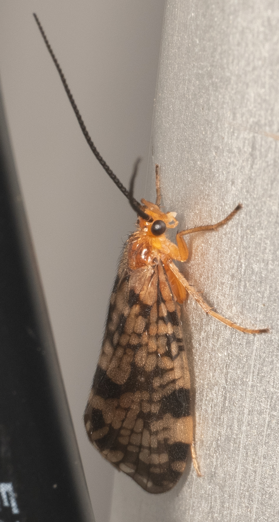 <em>Banksiola</em> species in Garrett Co., Maryland (7/8/2025). (c) Jim Moore (Maryland), some rights reserved (<a rel='license' href='http://creativecommons.org/licenses/by-nc/4.0/'>CC BY-NC</a>).