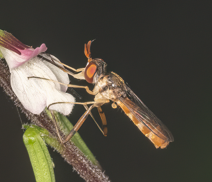 <em>Stylogaster neglecta</em> in Frederick Co., Maryland (7/10/2025). (c) Jim Moore (Maryland), some rights reserved (<a rel='license' href='http://creativecommons.org/licenses/by-nc/4.0/'>CC BY-NC</a>). Verified by John F. Carr/BugGuide.