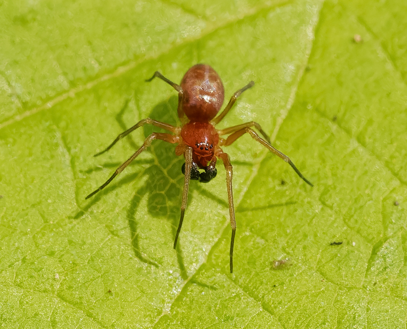 <em>Nopalityna sublata</em> in Charles Co., Maryland (5/31/2020). (c) Jim Moore (Maryland), some rights reserved (<a rel='license' href='http://creativecommons.org/licenses/by-nc/4.0/'>CC BY-NC</a>).