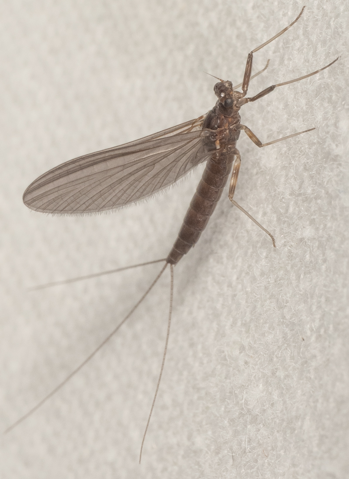 <em>Habrophlebiodes americana</em> in Frederick Co., Maryland (7/10/2025). (c) Jim Moore (Maryland), some rights reserved (<a rel='license' href='http://creativecommons.org/licenses/by-nc/4.0/'>CC BY-NC</a>). Determined by Lloyd Gonzales/BugGuide.