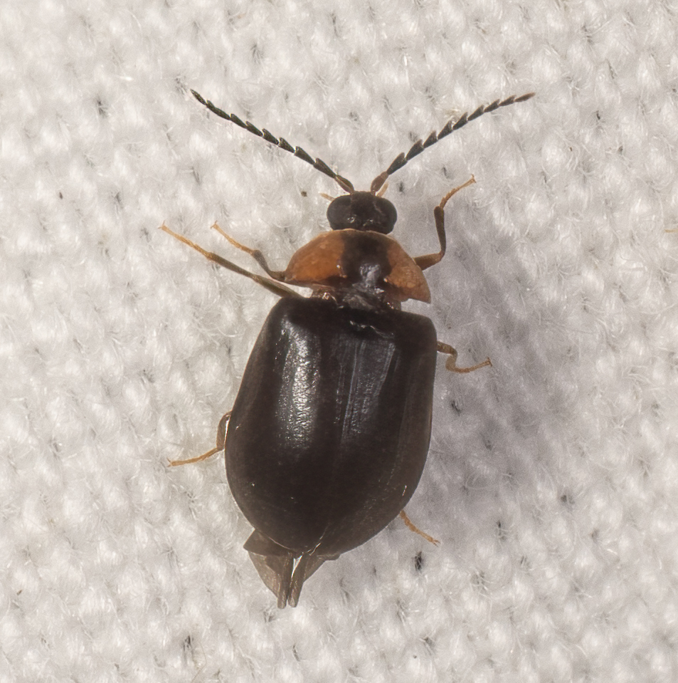 <em>Ectopria nervosa</em> in Frederick Co., Maryland (7/10/2025). (c) Jim Moore (Maryland), some rights reserved (<a rel='license' href='http://creativecommons.org/licenses/by-nc/4.0/'>CC BY-NC</a>).