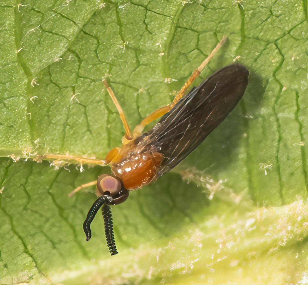 <em>Rachicerus fulvicollis</em> in Montgomery Co., Maryland (7/15/2025). (c) Jim Moore (Maryland), some rights reserved (<a rel='license' href='http://creativecommons.org/licenses/by-nc/4.0/'>CC BY-NC</a>).  Determined by John F. Carr/BugGuide.