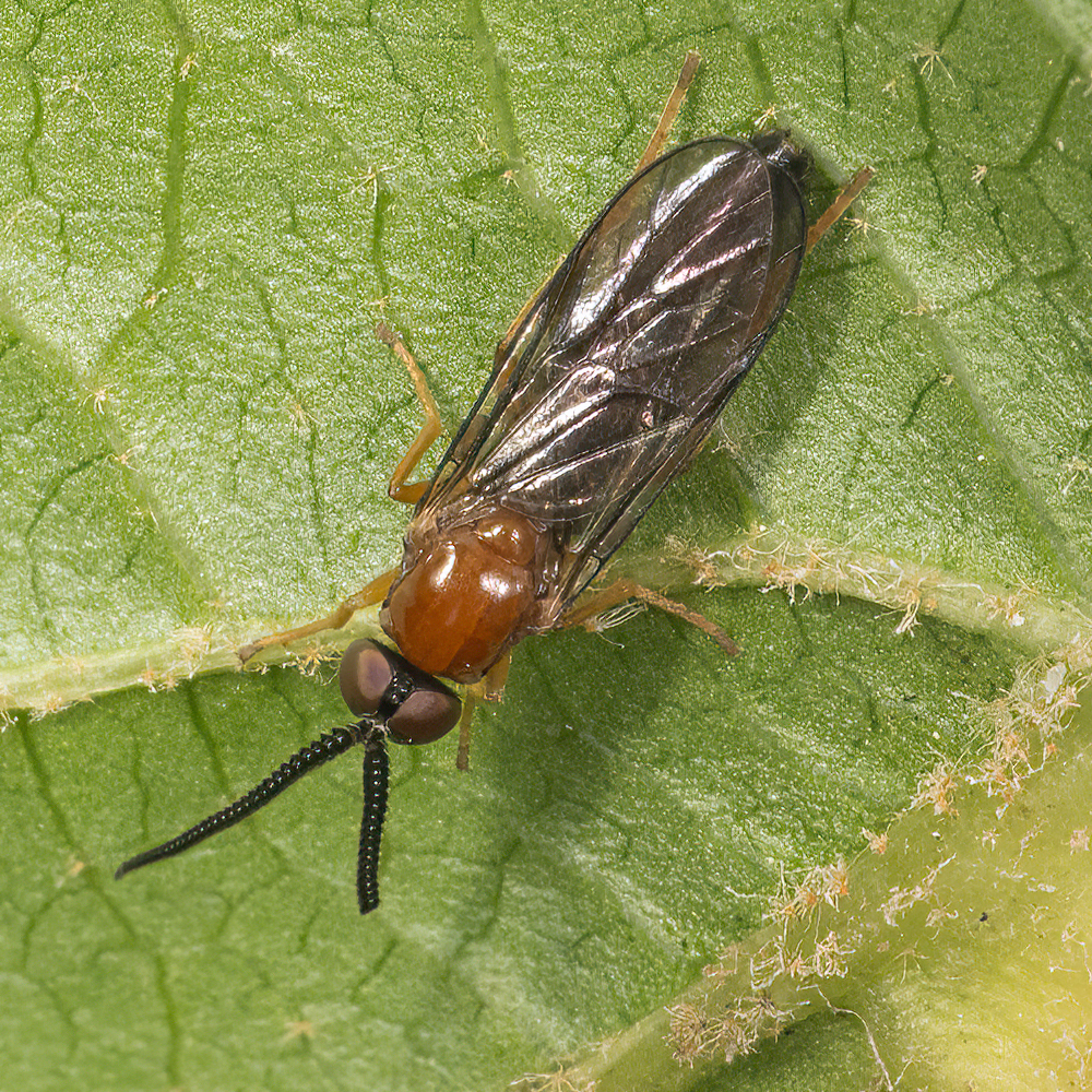 <em>Rachicerus fulvicollis</em> in Montgomery Co., Maryland (7/15/2025). (c) Jim Moore (Maryland), some rights reserved (<a rel='license' href='http://creativecommons.org/licenses/by-nc/4.0/'>CC BY-NC</a>). Determined by John F. Carr/BugGuide.