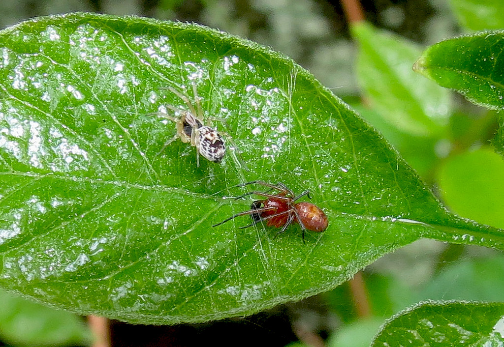 A pair of <em>Nopalityna sublata</em> in Harford Co., Maryland (5/15/2015).