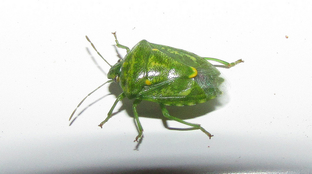 A Juniper Stink Bug in Montgomery Co., Maryland (7/6/2013).