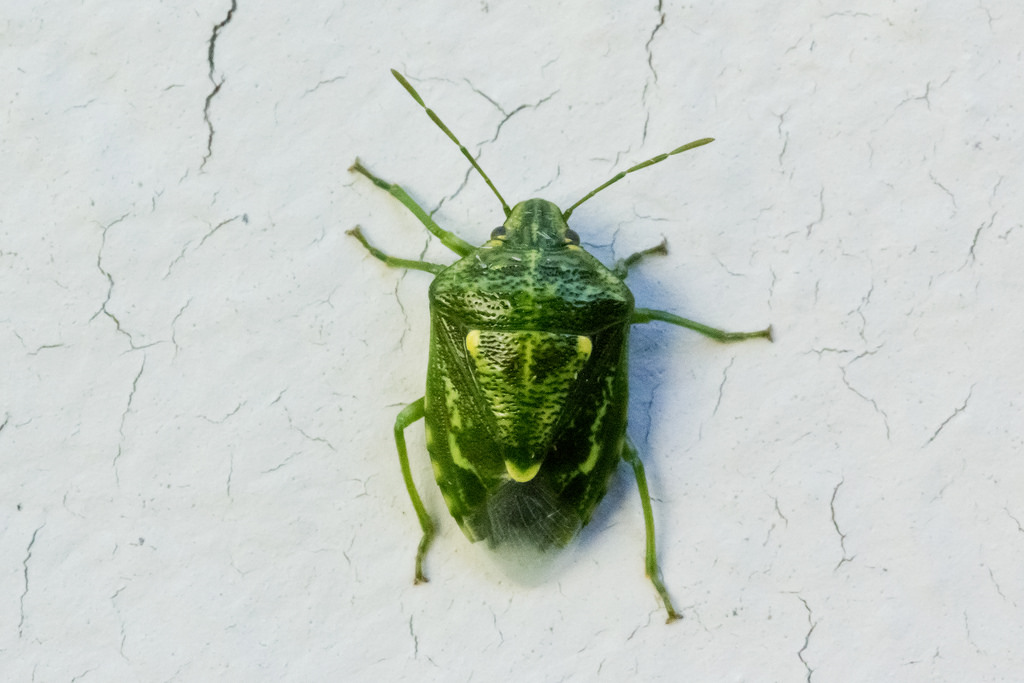 A Juniper Stink Bug in Carroll Co., Maryland (8/28/2016).