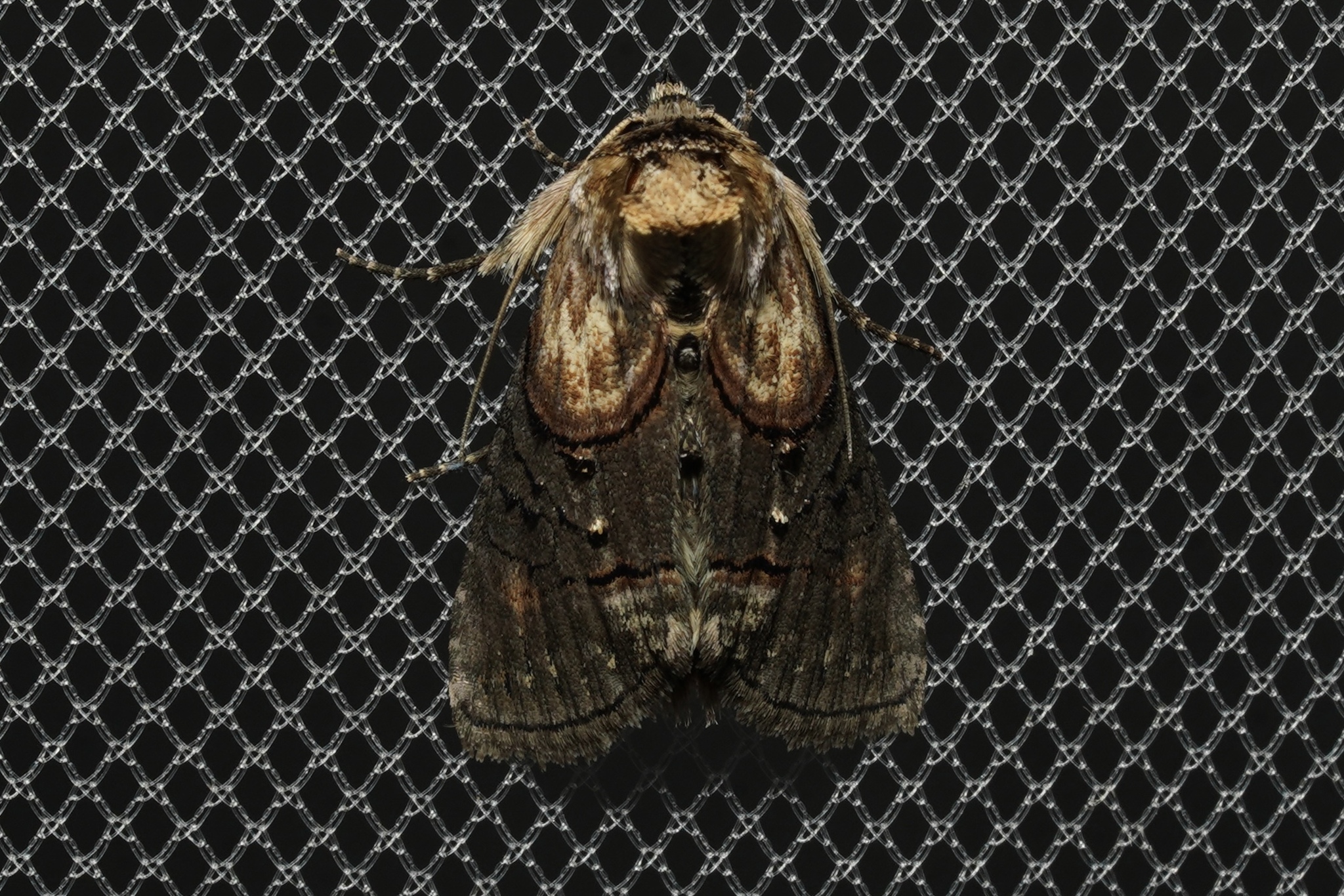 Oval Abrostola Moth in Garrett Co., Maryland (Date obscured). (c) Kyle Klotz, all rights reserved.
