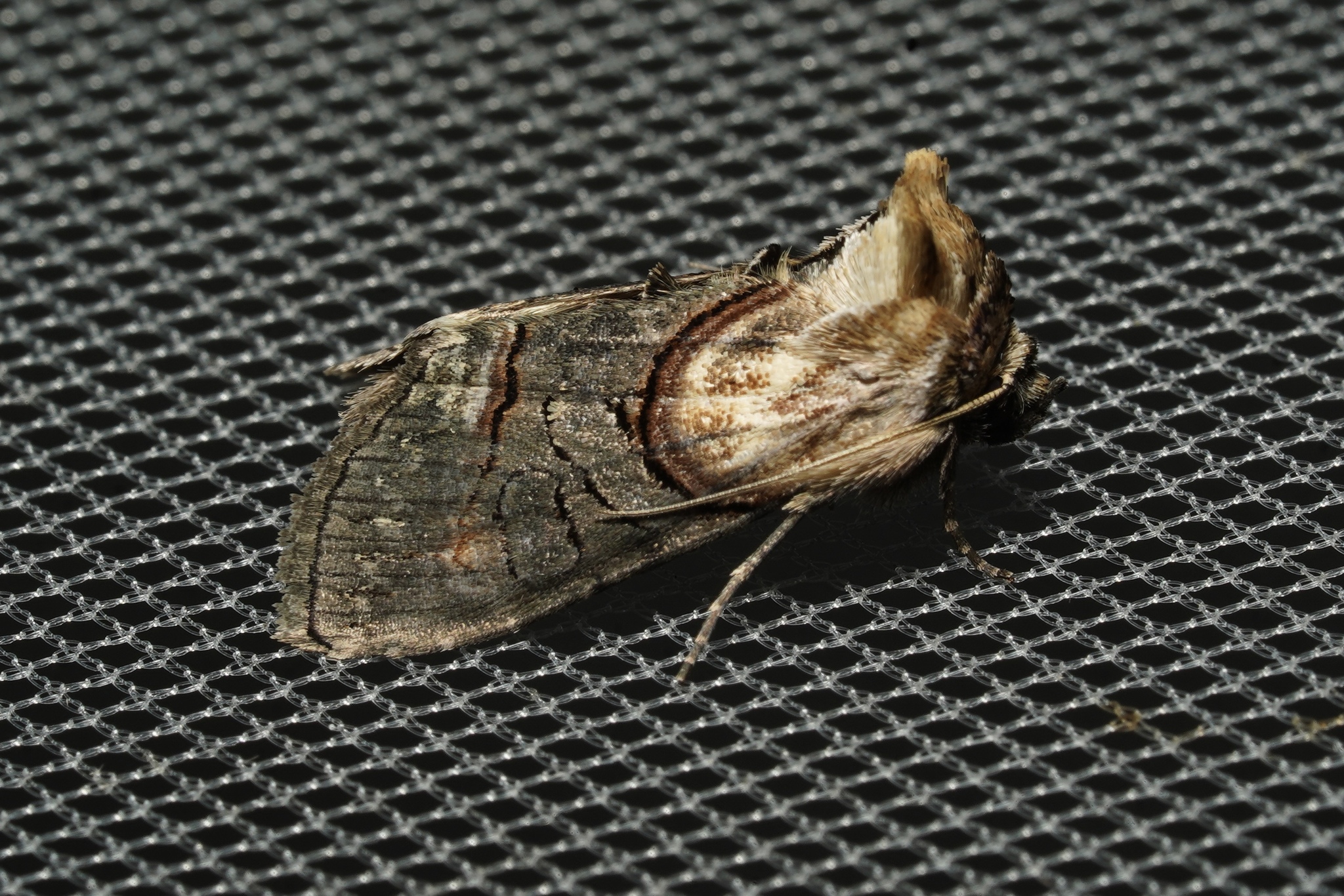 Oval Abrostola Moth in Garrett Co., Maryland (Date obscured). (c) Kyle Klotz, all rights reserved.
