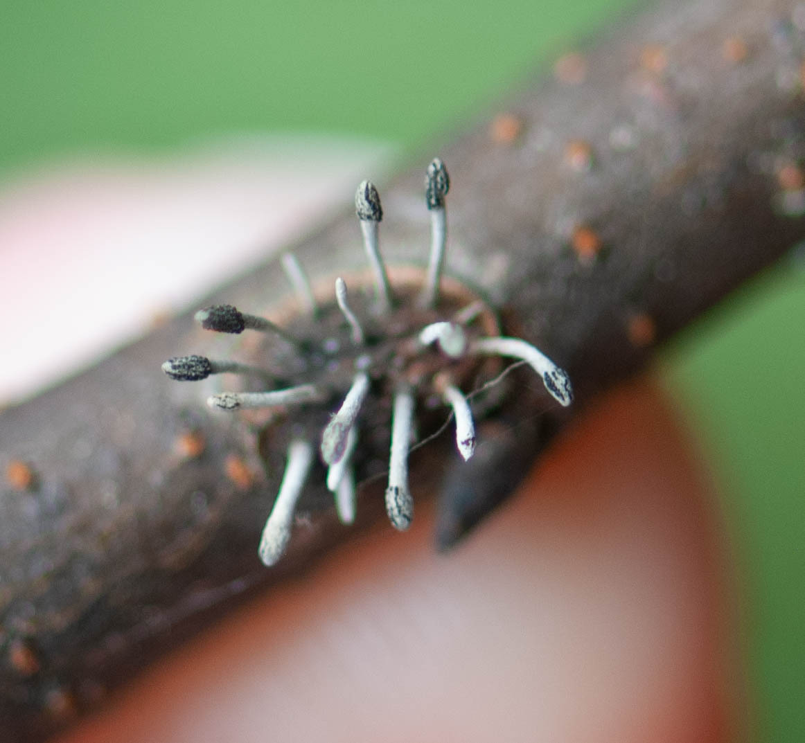 <em>Ophiocordyceps clavulata</em> in Prince George's Co., Maryland (8/2/2025). (c) johnbotany, all rights reserved.