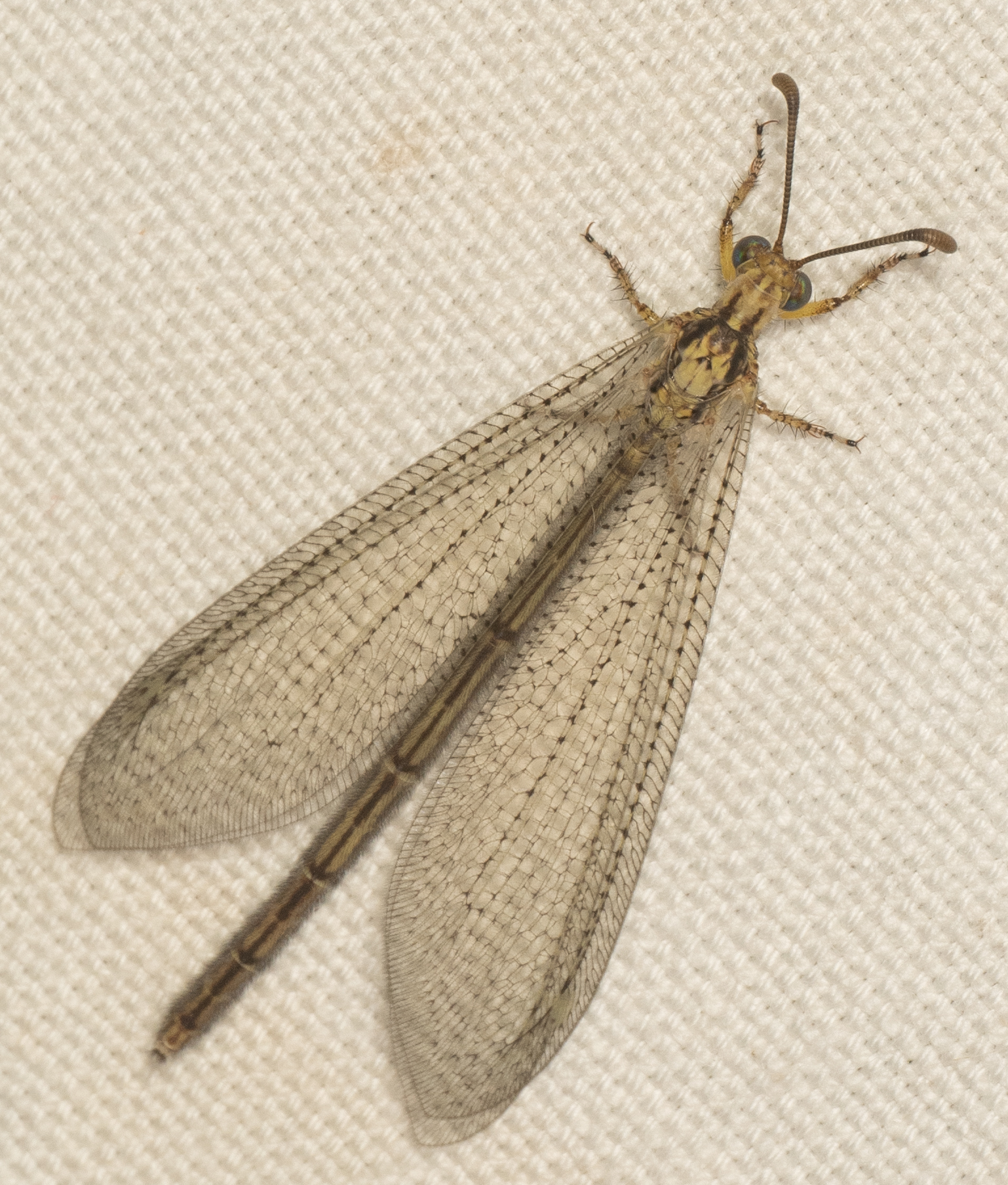 Bellied Antlion in Caroline Co., Maryland (7/26/2025). (c) Jim Moore (Maryland), some rights reserved (<a rel='license' href='http://creativecommons.org/licenses/by-nc/4.0/'>CC BY-NC</a>).