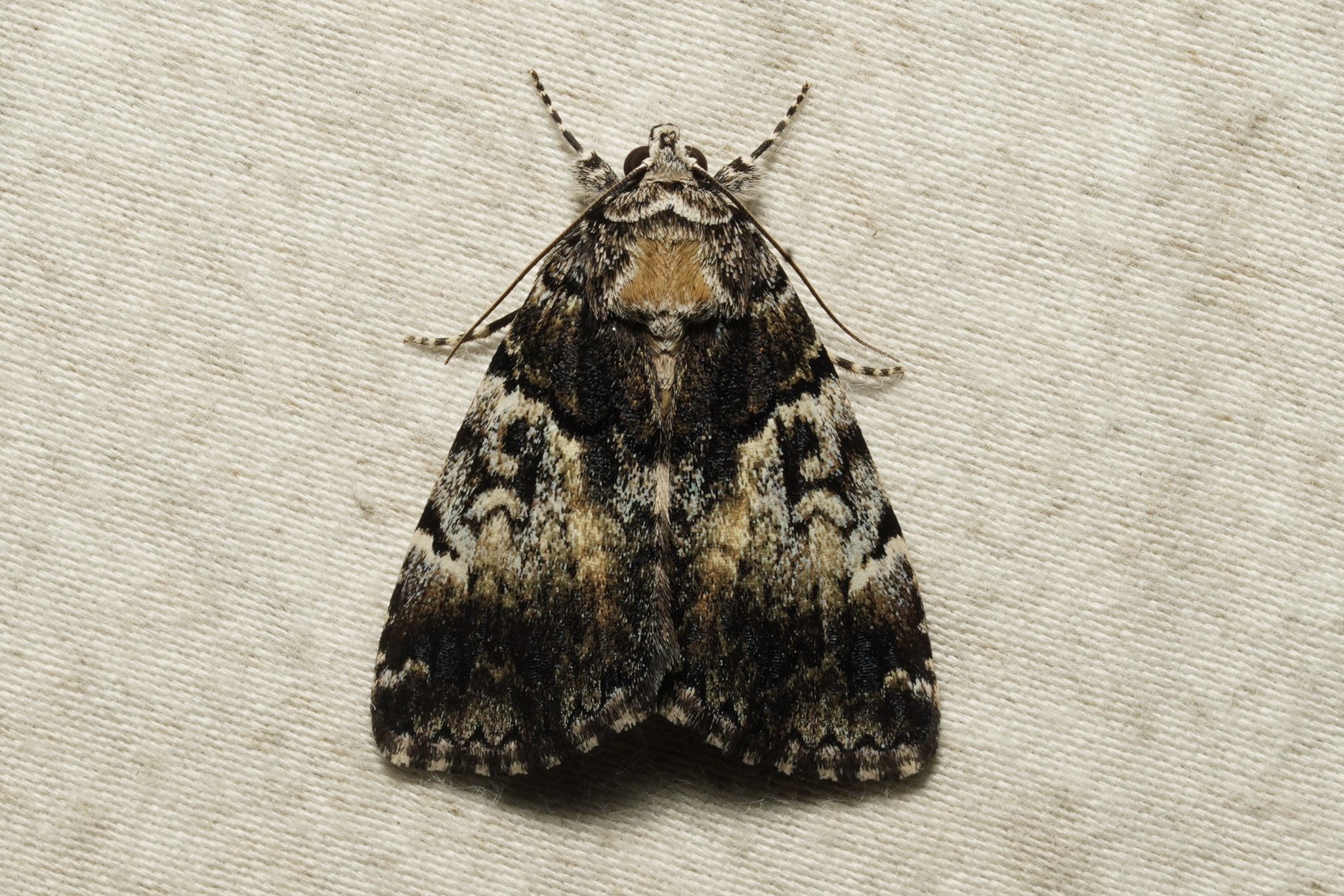 False Underwing Moth in Garrett Co., Maryland (Date obscured). (c) Kyle Klotz, all rights reserved.