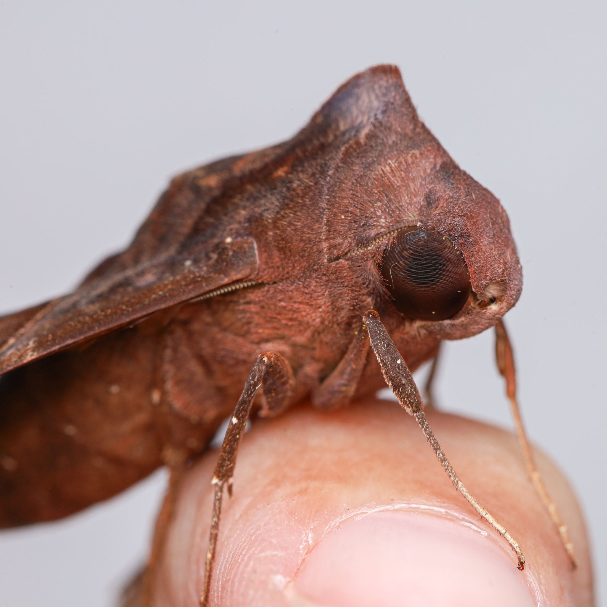Mournful Sphinx in Prince George's Co., Maryland (8/3/2025). (c) Adrienne van den Beemt, some rights reserved (<a rel='license' href='http://creativecommons.org/licenses/by/4.0/'>CC BY</a>).