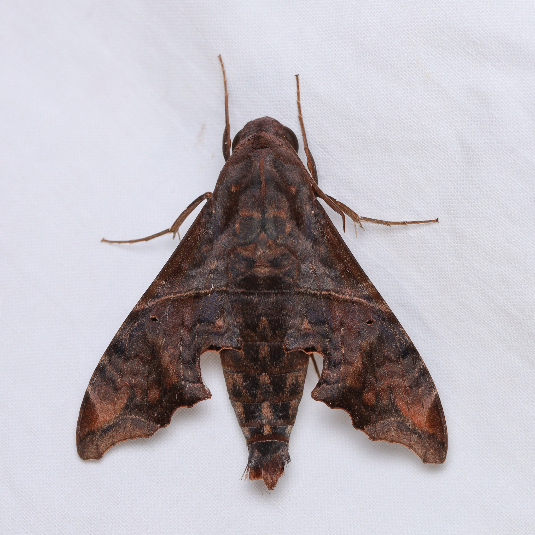 Mournful Sphinx in Prince George's Co., Maryland (8/3/2025). (c) Adrienne van den Beemt, some rights reserved (<a rel='license' href='http://creativecommons.org/licenses/by/4.0/'>CC BY</a>).