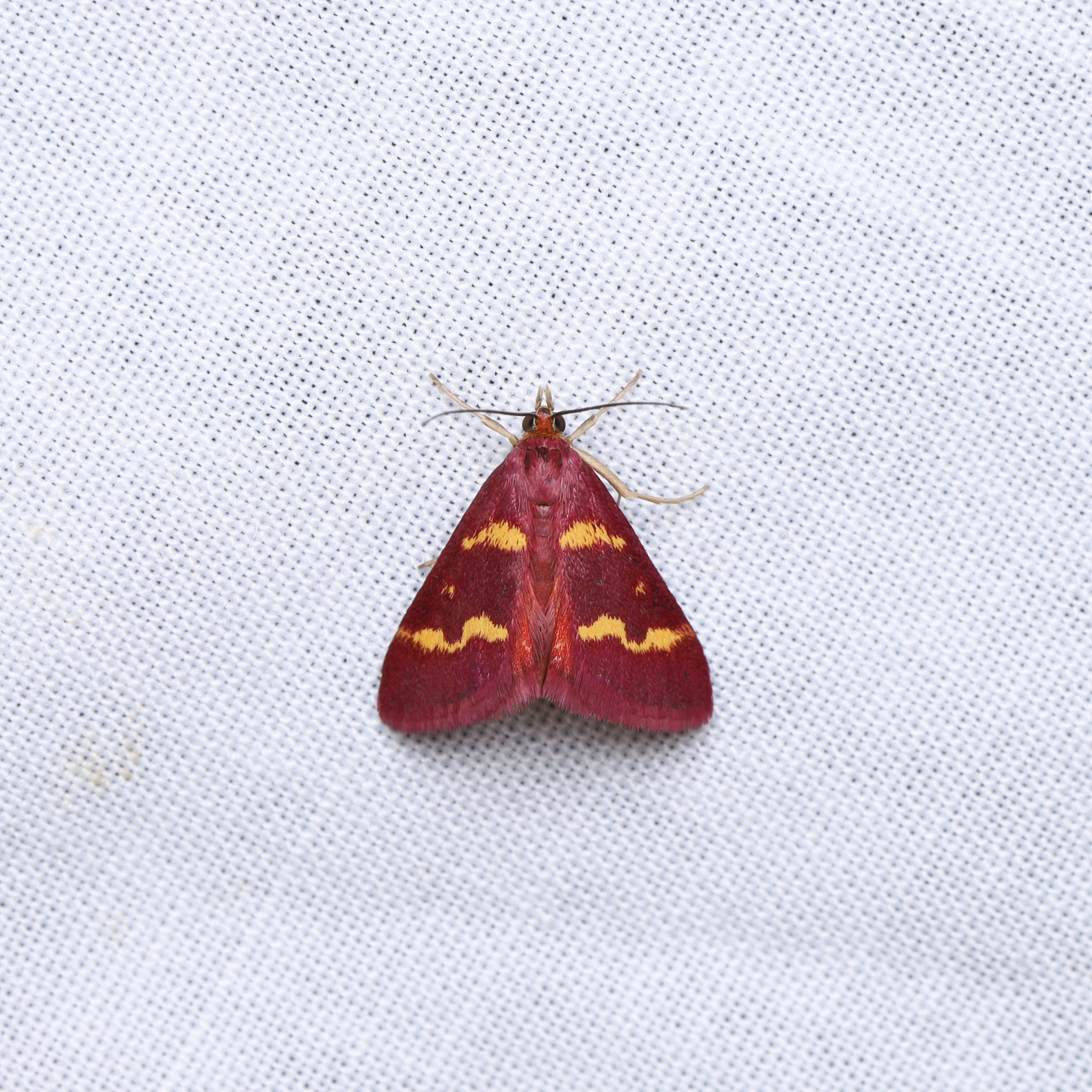 Coffee-loving Pyrausta Moth in Queen Anne's Co., Maryland (8/7/2025). (c) Adrienne van den Beemt, some rights reserved (<a rel='license' href='http://creativecommons.org/licenses/by/4.0/'>CC BY</a>).