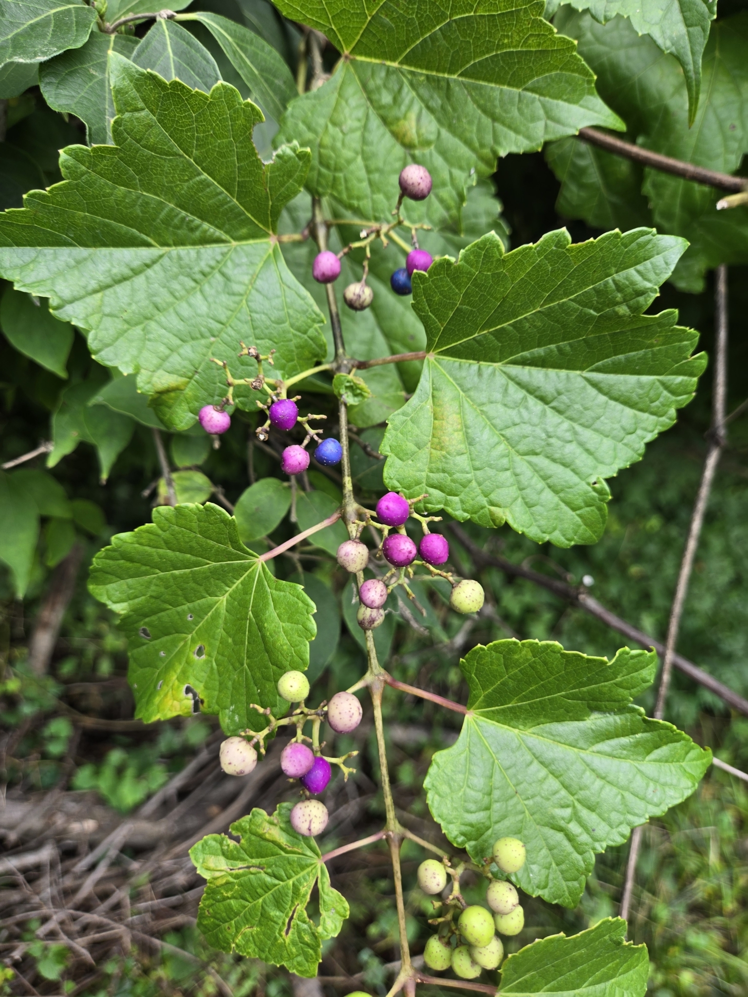 Porcelain Berry in Prince George's Co., Maryland (8/8/2025). (c) kwixted0, some rights reserved (<a rel='license' href='http://creativecommons.org/licenses/by-nc/4.0/'>CC BY-NC</a>).