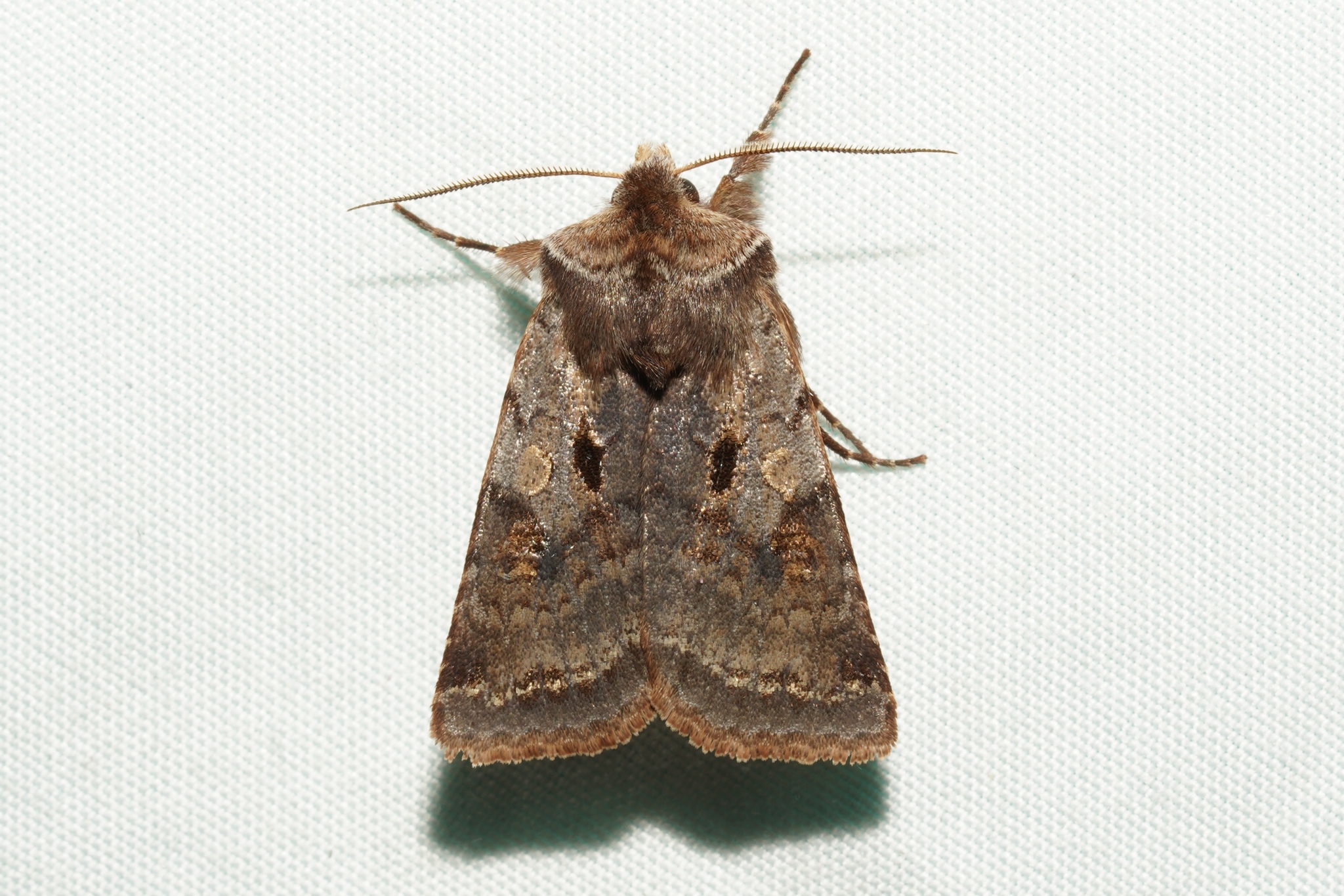 Willow Dart Moth in Garrett Co., Maryland (Date obscured). (c) Kyle Klotz, all rights reserved.