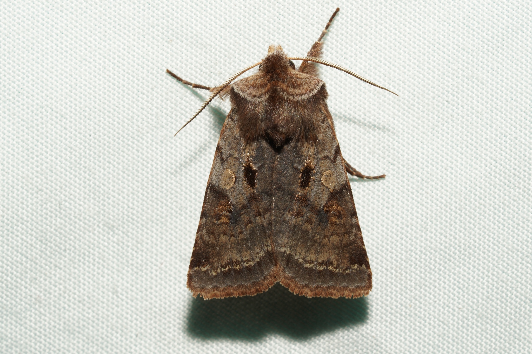 Willow Dart Moth in Garrett Co., Maryland (Date obscured). (c) Kyle Klotz, all rights reserved.