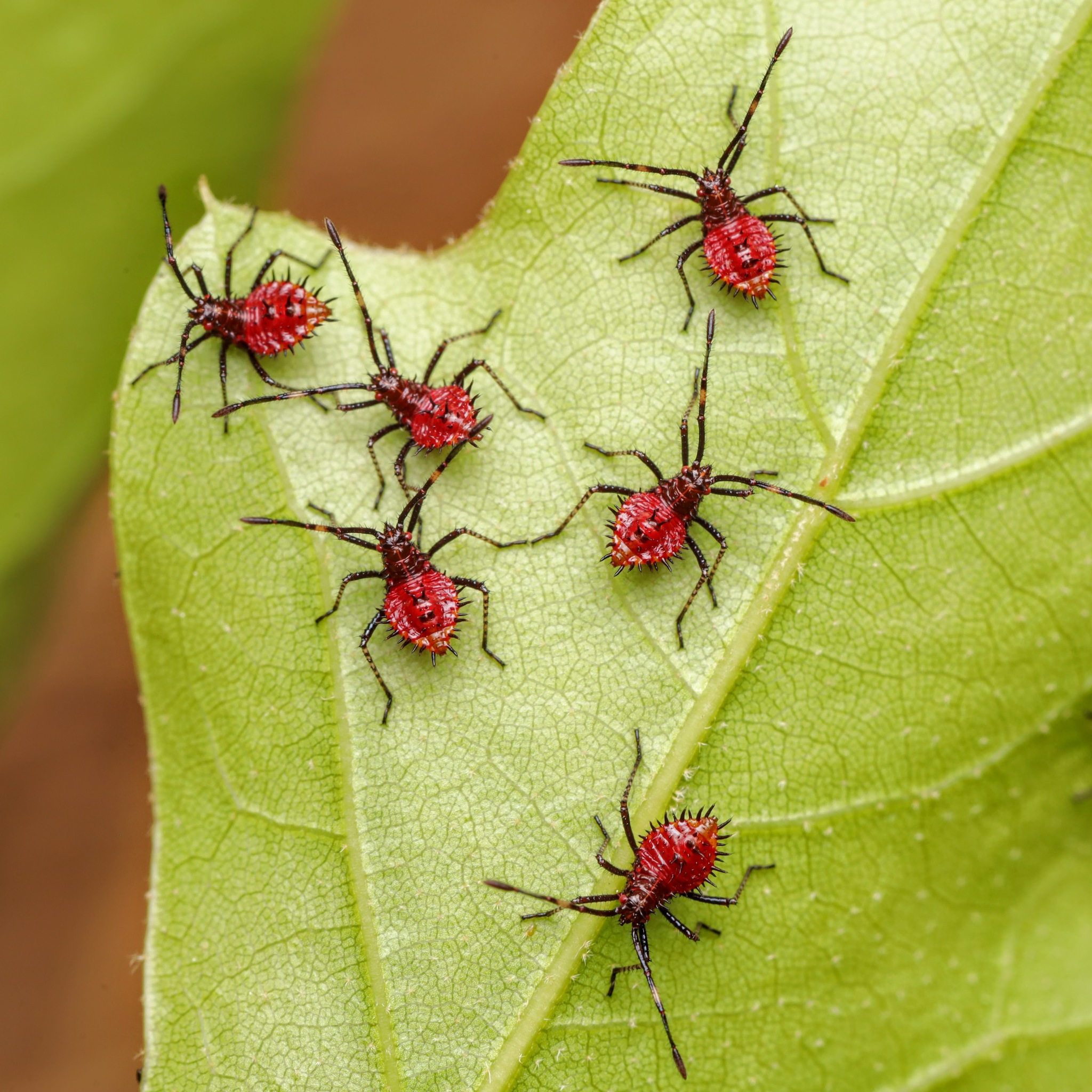 About Helmeted Squash Bug - Maryland Biodiversity Project
