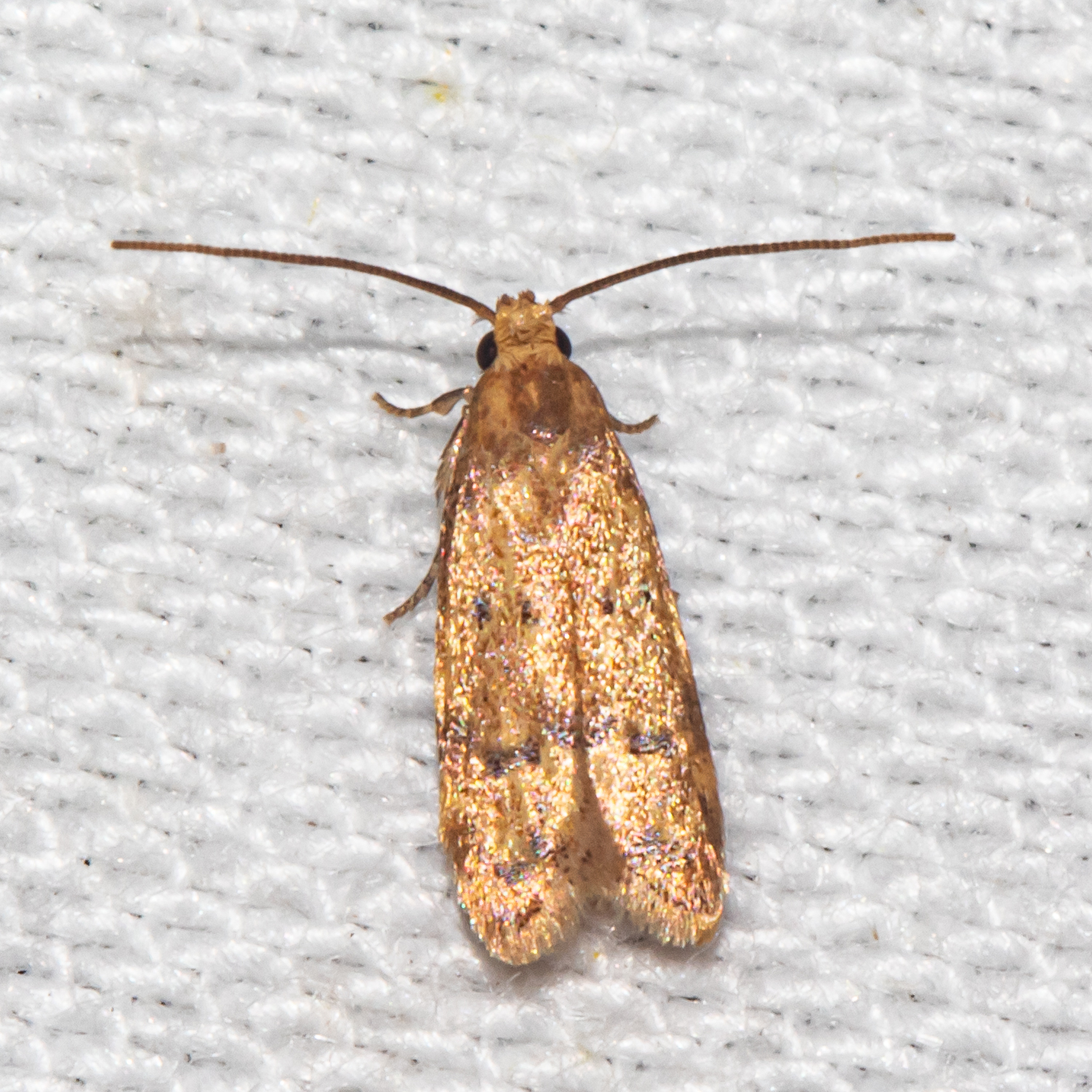 <em>Gerdana caritella</em> in Calvert Co., Maryland (7/25/2025). (c) Timothy Reichard, all rights reserved.