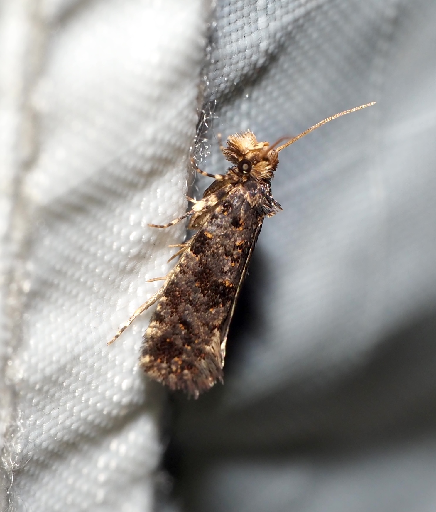 <em>Amydria</em> species in Prince George's Co., Maryland (7/18/2025). (c) Jeff Clark, some rights reserved (<a rel='license' href='http://creativecommons.org/licenses/by/4.0/'>CC BY</a>).