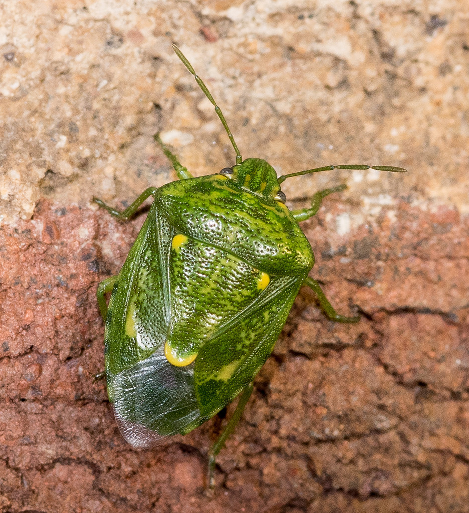 A Juniper Stink Bug in Frederick Co., Maryland (6/4/2016).