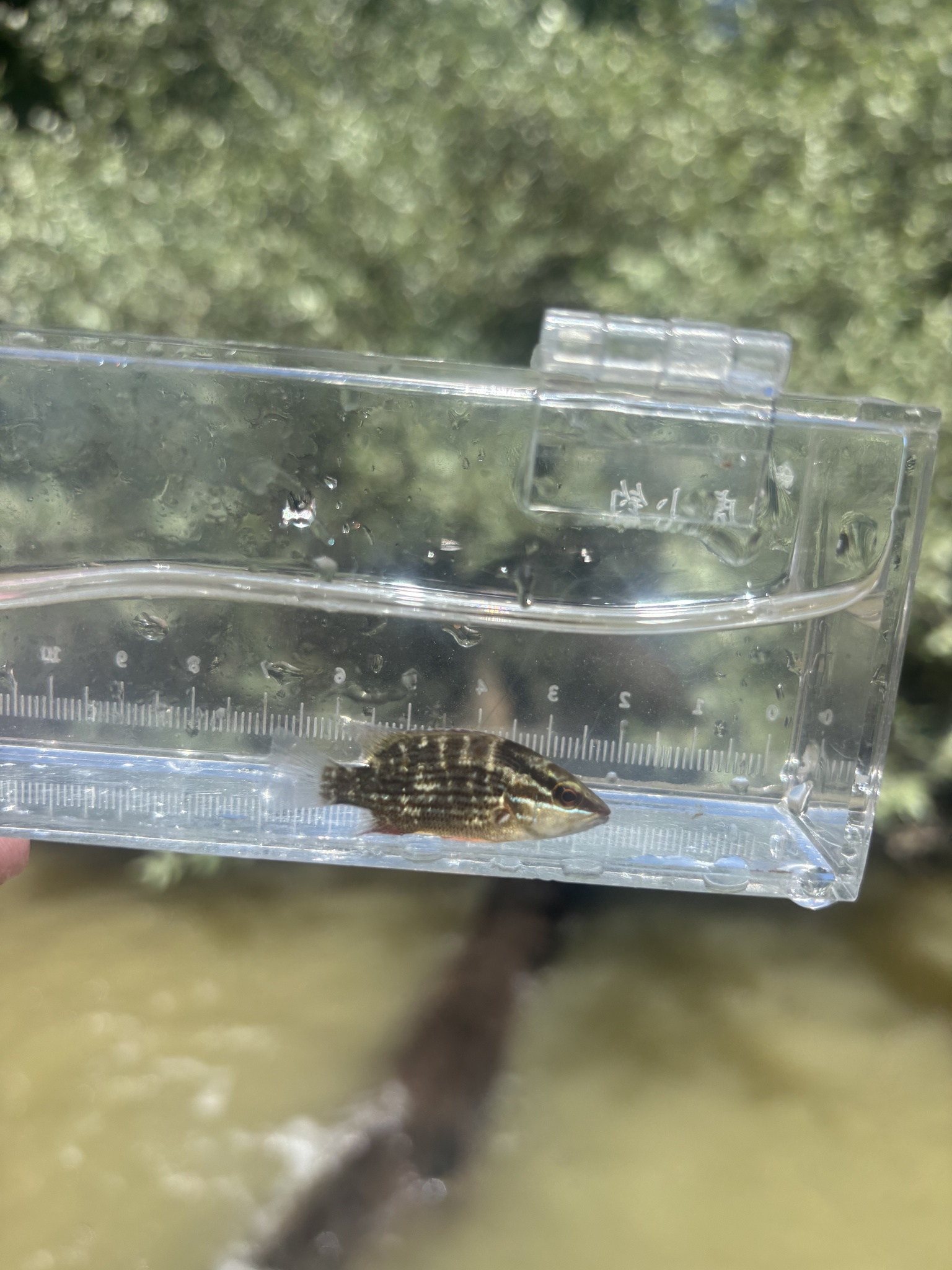 Gray Snapper in Worcester Co., Maryland (8/23/2025). (c) nate bowman md, some rights reserved (<a rel='license' href='http://creativecommons.org/licenses/by-nc/4.0/'>CC BY-NC</a>).