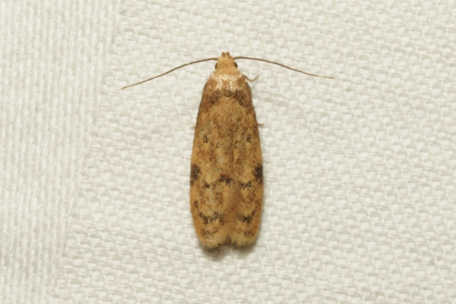 <em>Gerdana caritella</em> in Garrett Co., Maryland (Date obscured). (c) Kyle Klotz, all rights reserved.