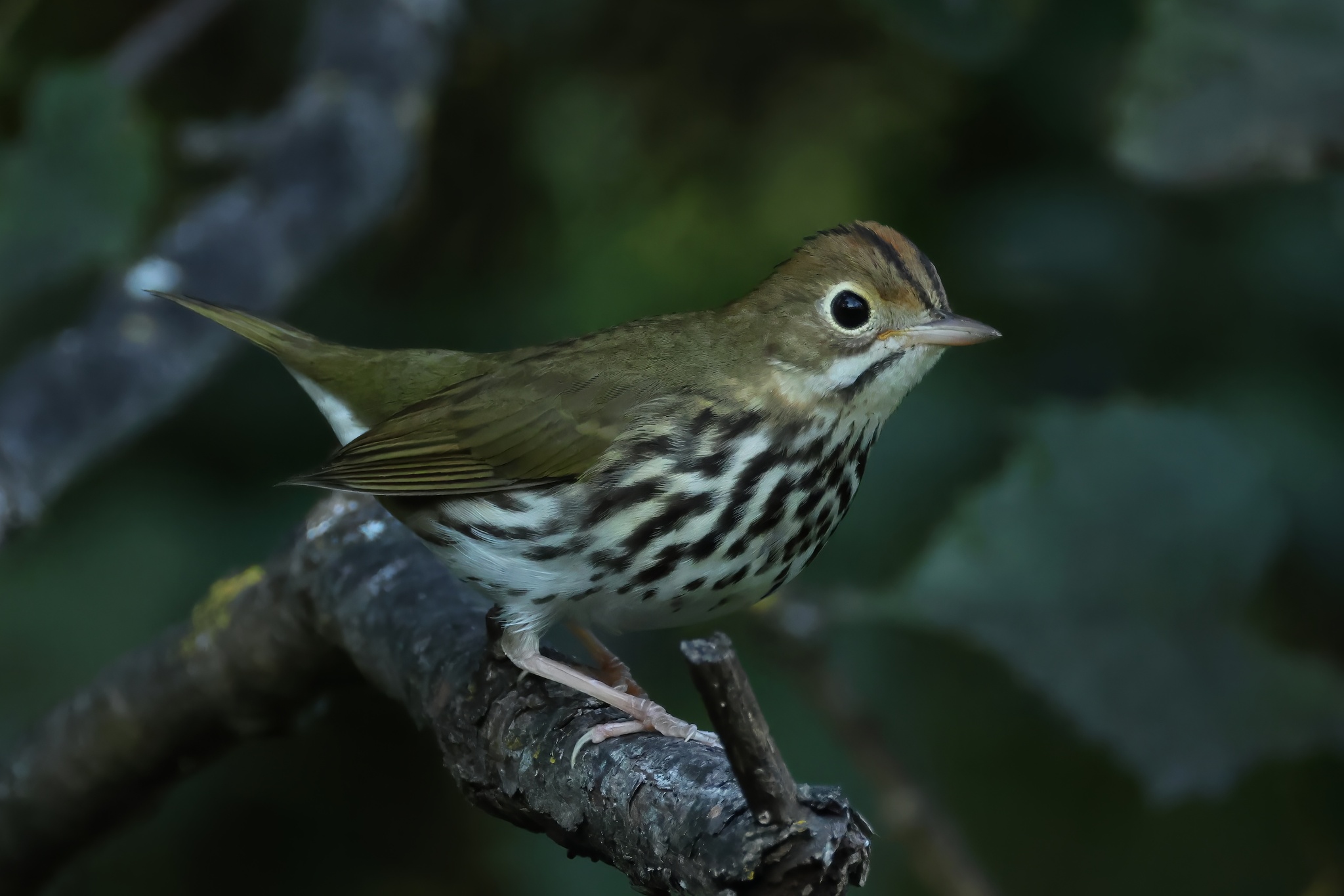 Ovenbird in Howard Co. (8/31/2025). (c) russruffing, some rights reserved (CC BY-NC)