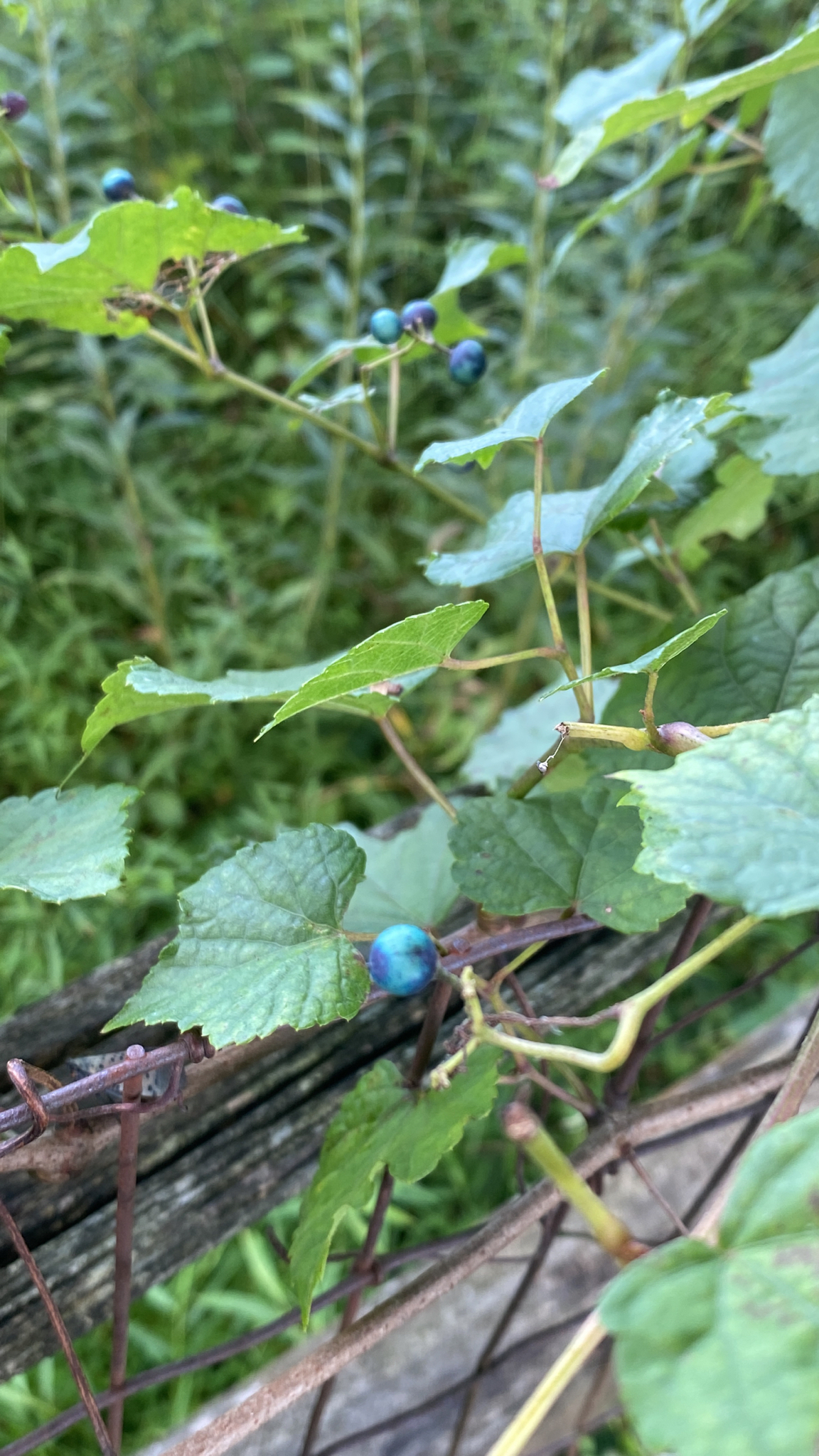 Porcelain Berry in Montgomery Co. (8/29/2025). (c) sholtz, all rights reserved
