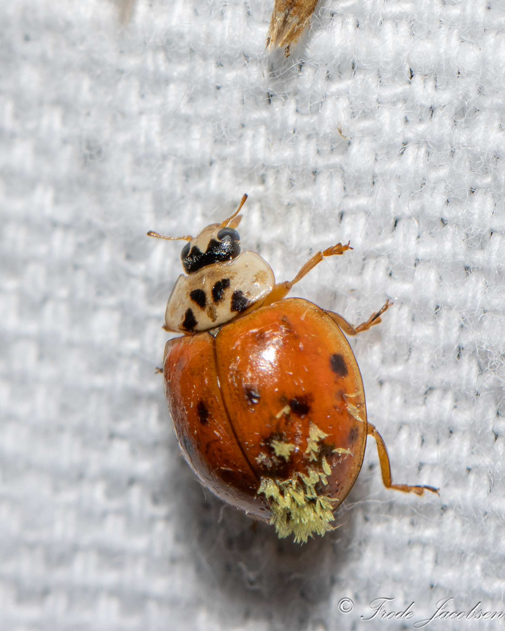 <em>Hesperomyces harmoniae</em> in Washington Co. (8/16/2025). (c) Frode Jacobsen, some rights reserved (CC BY-NC)