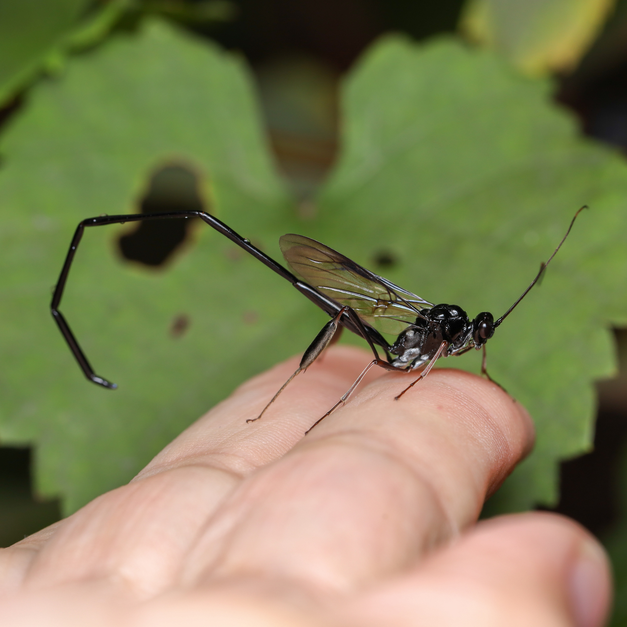 Pelecinid Wasp in Frederick Co. (9/7/2025). (c) Adrienne van den Beemt, some rights reserved (<a rel='license' href='http://creativecommons.org/licenses/by/4.0/'>CC BY</a>)