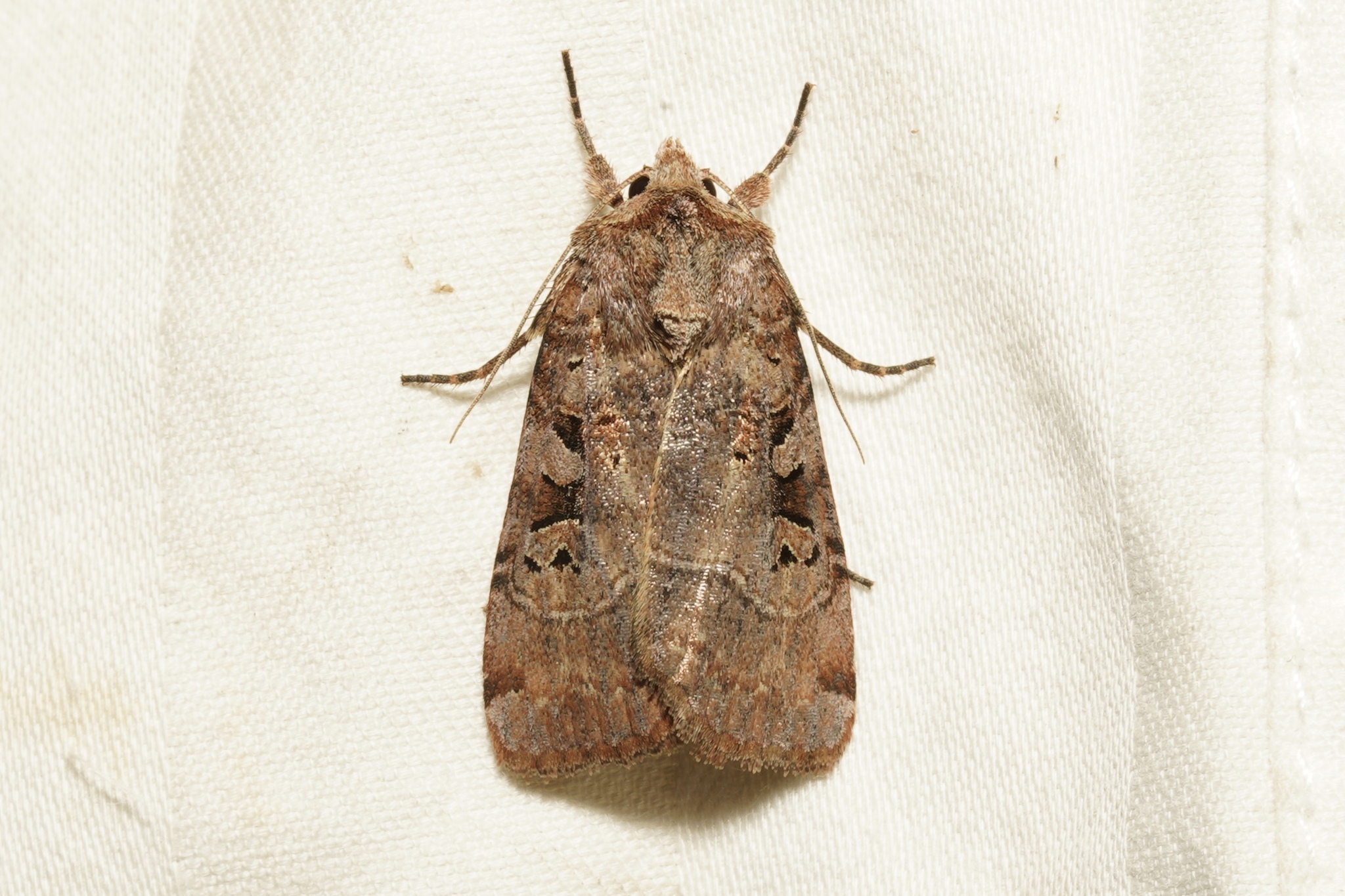 Norman's Dart Moth in Garrett Co. (Date obscured). (c) Kyle Klotz, all rights reserved