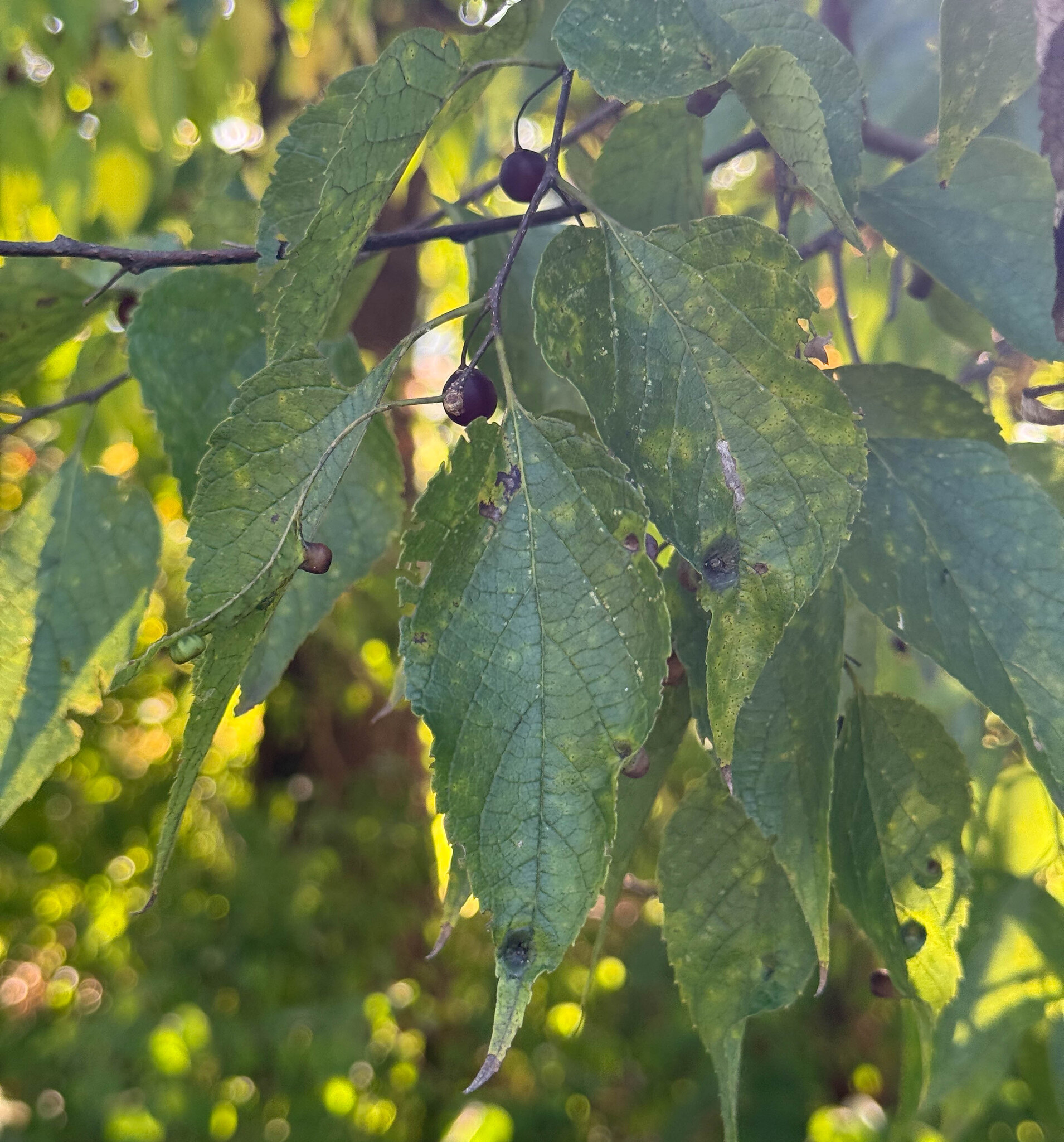 Common Hackberry in Prince George's Co. (9/13/2025). (c) johnbotany, all rights reserved