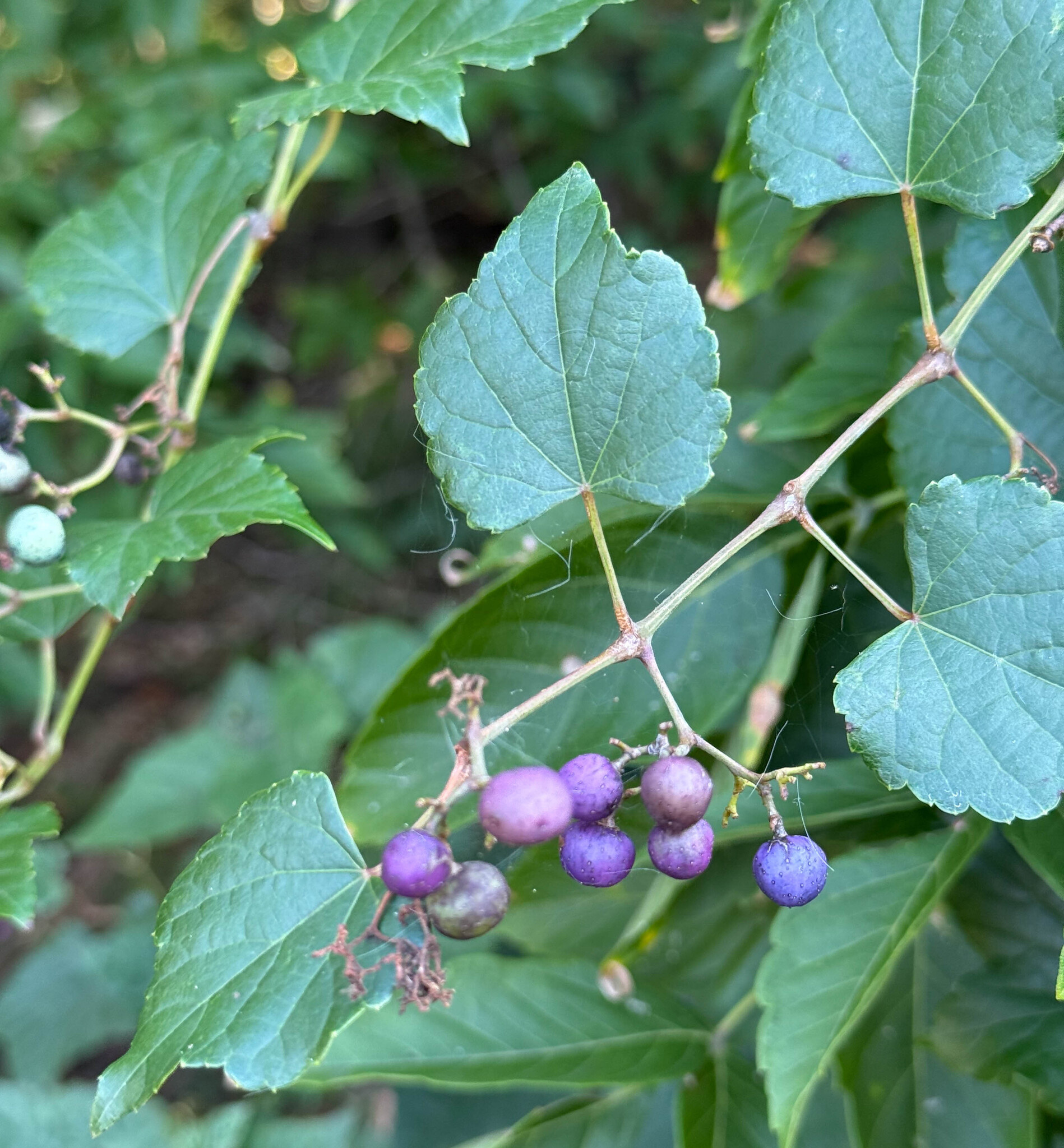 Porcelain Berry in Prince George's Co. (9/13/2025). (c) johnbotany, all rights reserved
