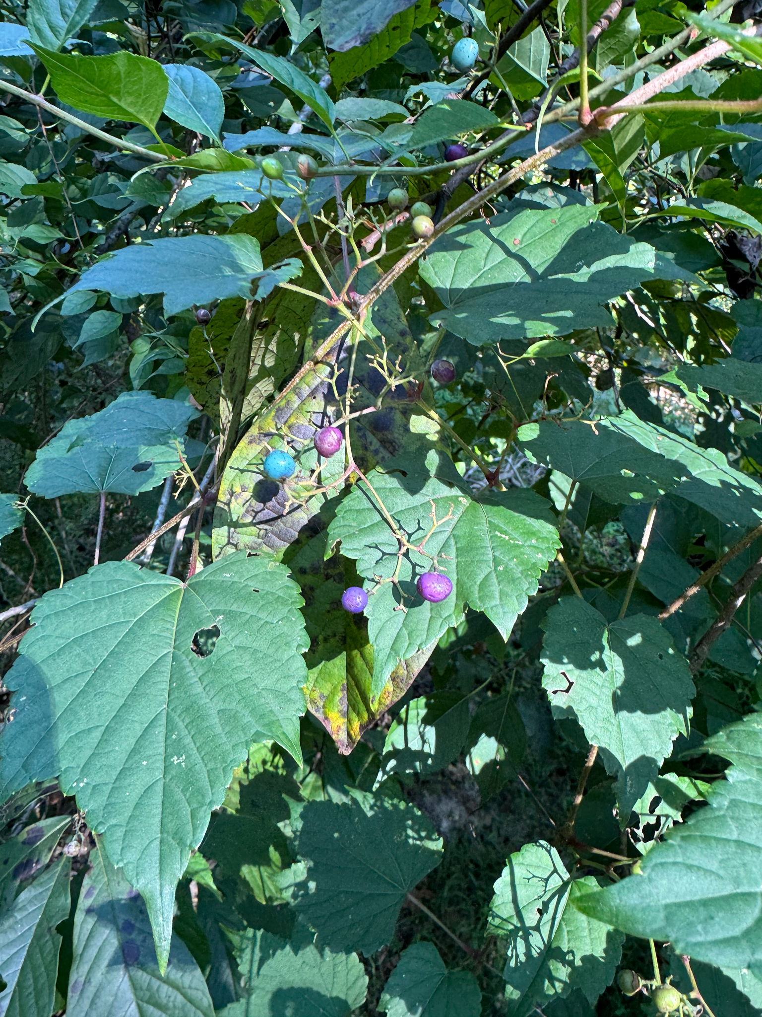 Porcelain Berry in Prince George's Co. (9/13/2025). (c) Jake Philipoom, some rights reserved (CC BY-NC)