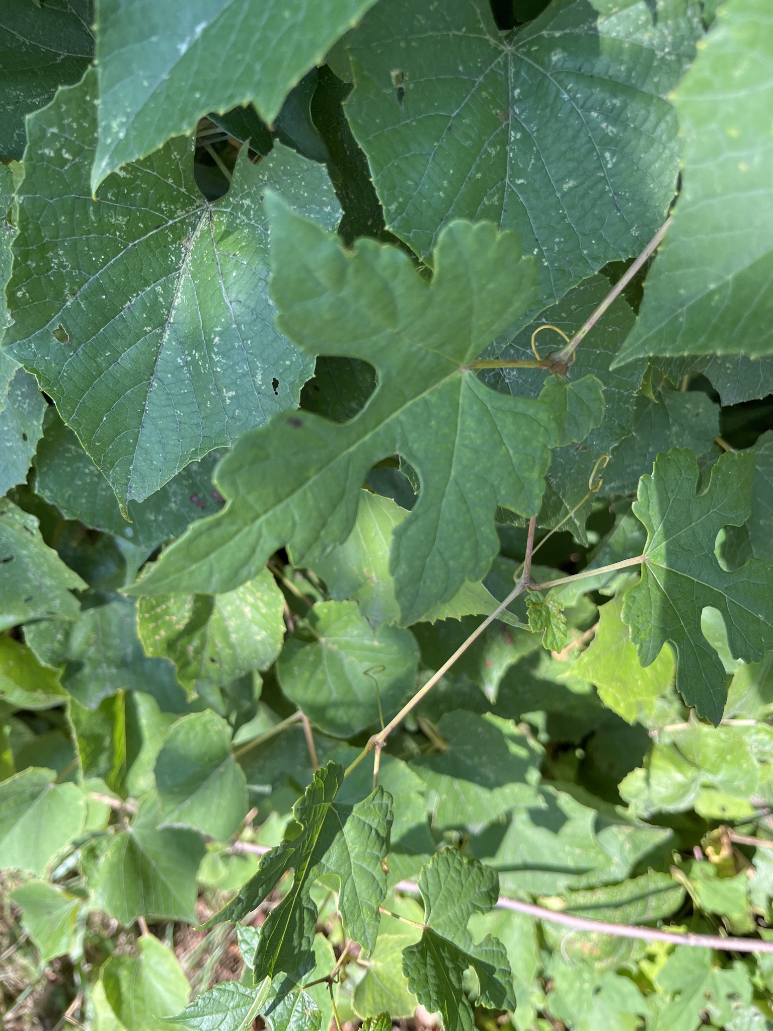 Porcelain Berry in Prince George's Co. (9/13/2025). (c) kpalm1111, some rights reserved (CC BY-NC)