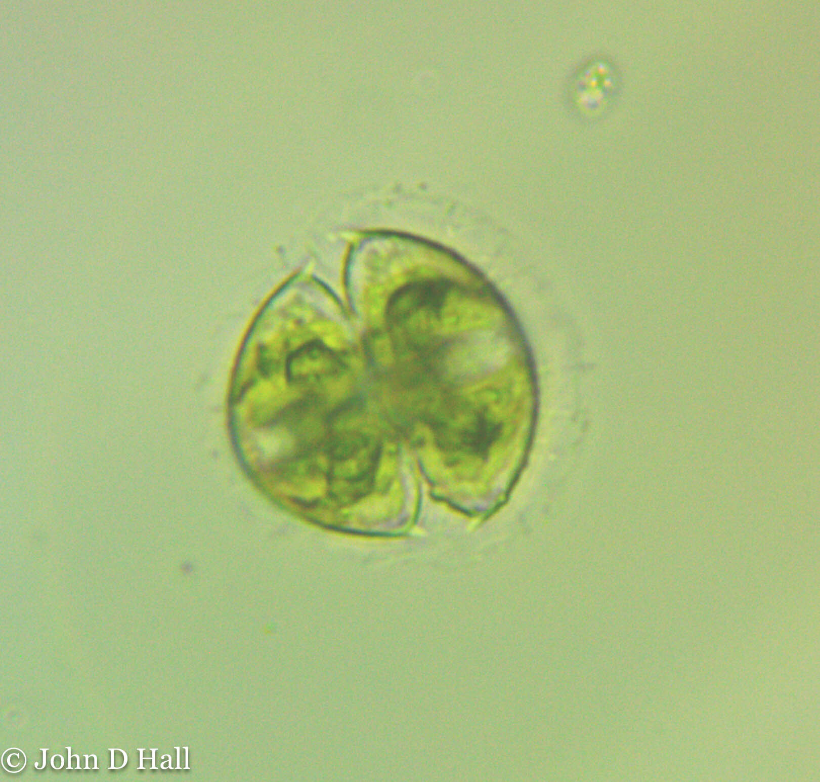 <em>Staurodesmus dickiei</em> in Prince George's Co. (9/13/2025). (c) johnbotany, all rights reserved