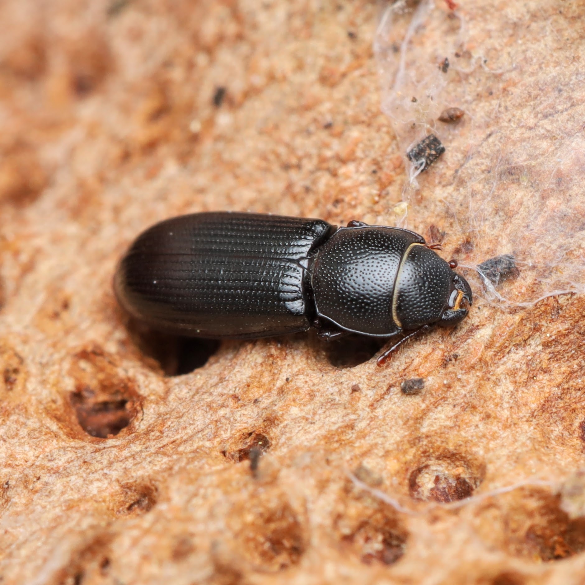 <em>Tenebroides corticalis</em> in Montgomery Co. (4/5/2025). (c) Adrienne van den Beemt, some rights reserved (<a rel='license' href='http://creativecommons.org/licenses/by/4.0/'>CC BY</a>)