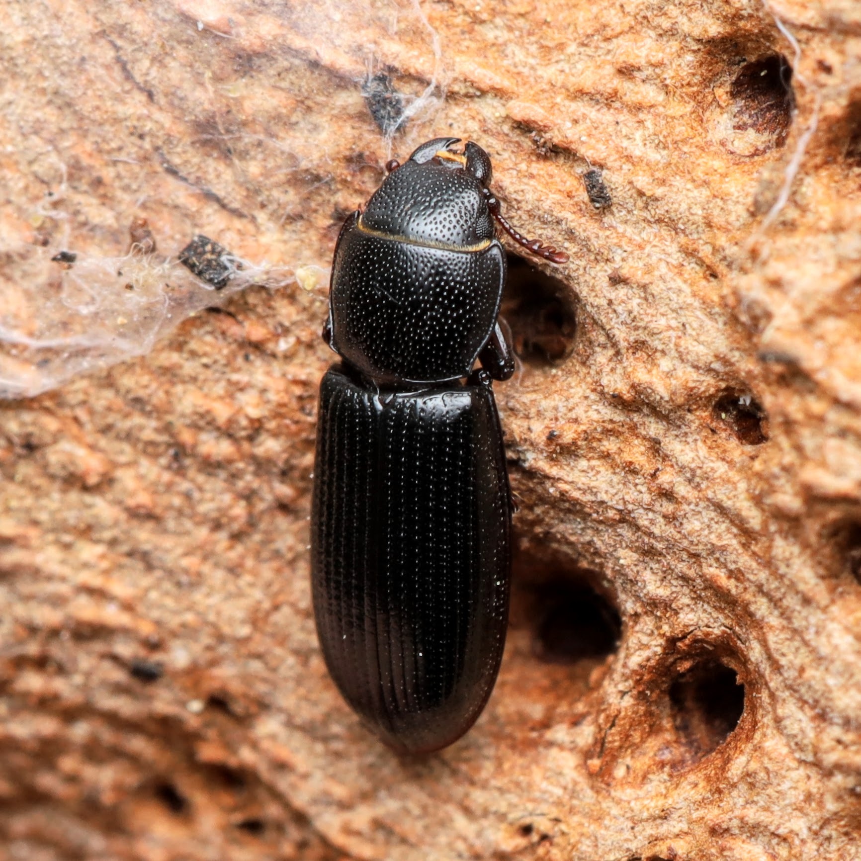 <em>Tenebroides corticalis</em> in Montgomery Co. (4/5/2025). (c) Adrienne van den Beemt, some rights reserved (<a rel='license' href='http://creativecommons.org/licenses/by/4.0/'>CC BY</a>)