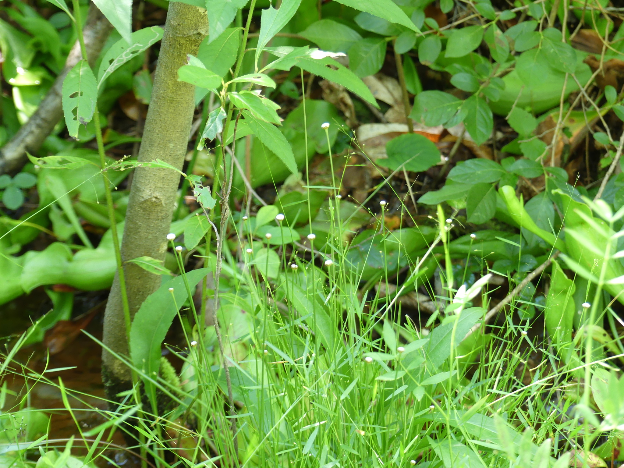 Pipeworts in Prince George's Co. (Date obscured). (c) botanygirl, some rights reserved (<a rel='license' href='http://creativecommons.org/licenses/by/4.0/'>CC BY</a>)